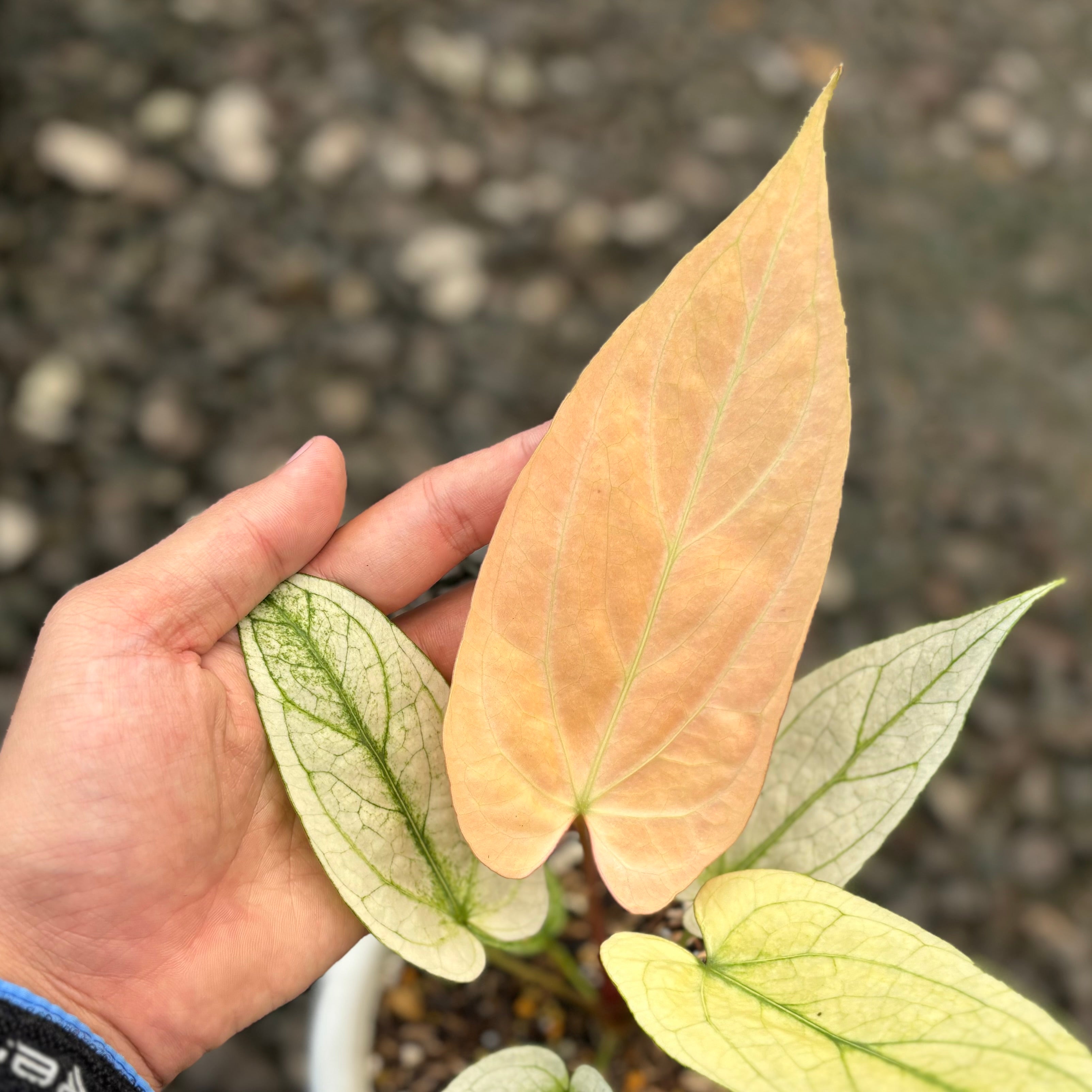 Anthurium silver blush white mint variegated - Mature size