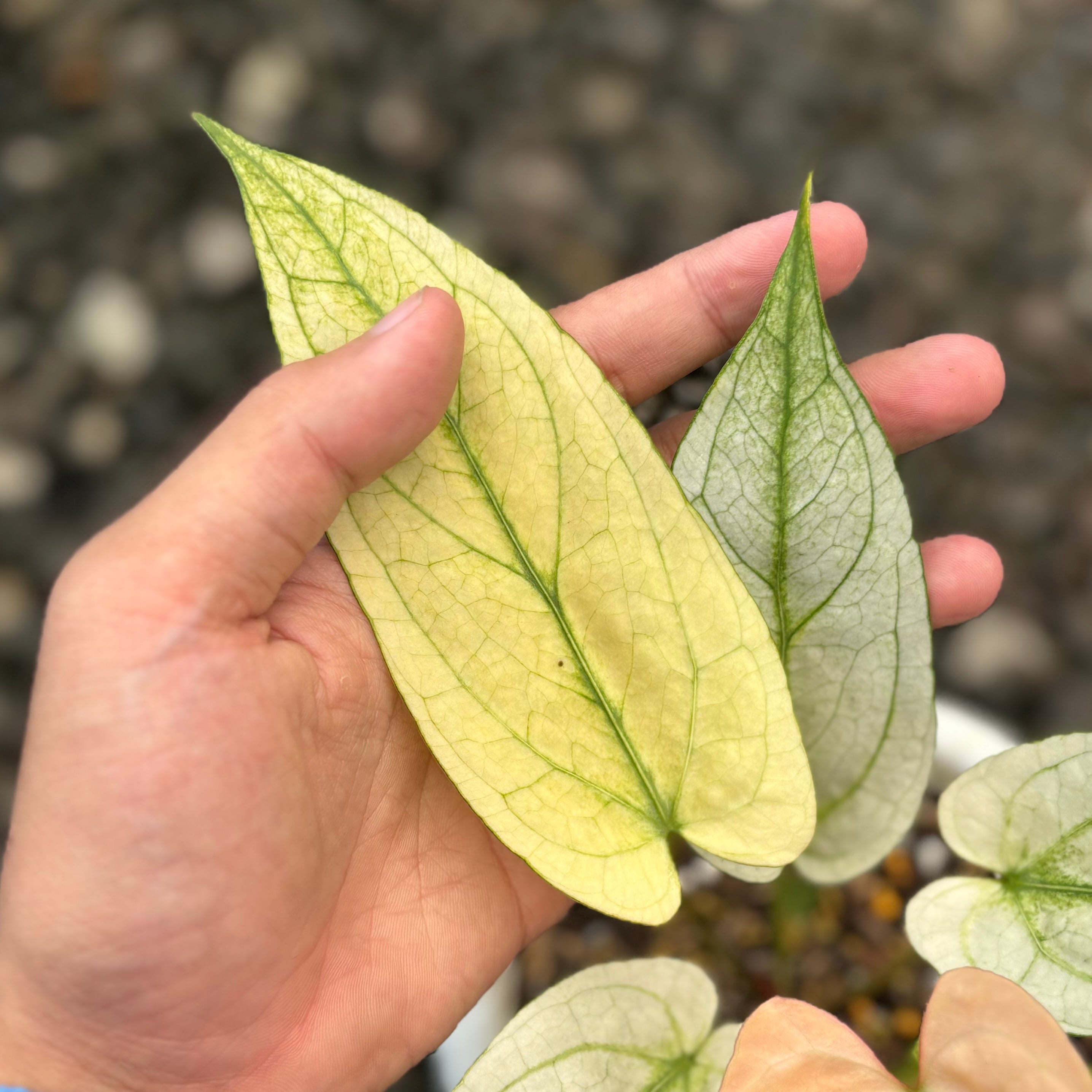 Anthurium silver blush white mint variegated - Mature size