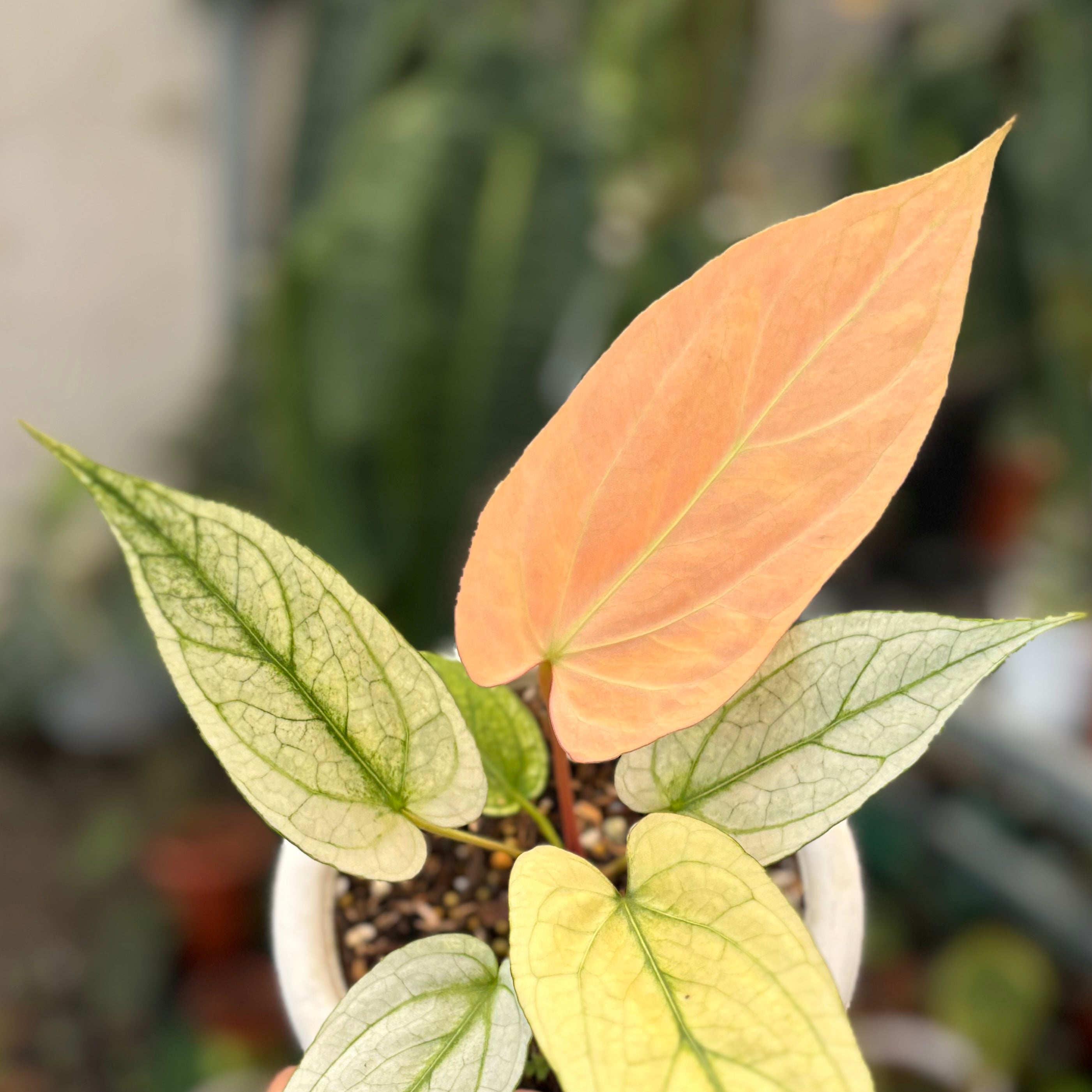 Anthurium silver blush white mint variegated - Mature size