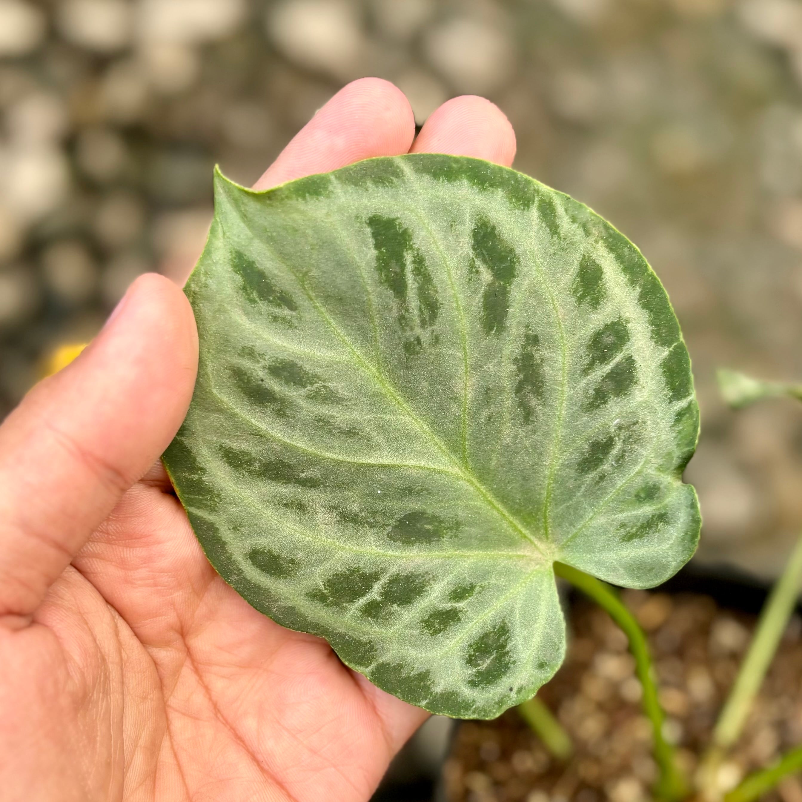 Anthurium silver tiger