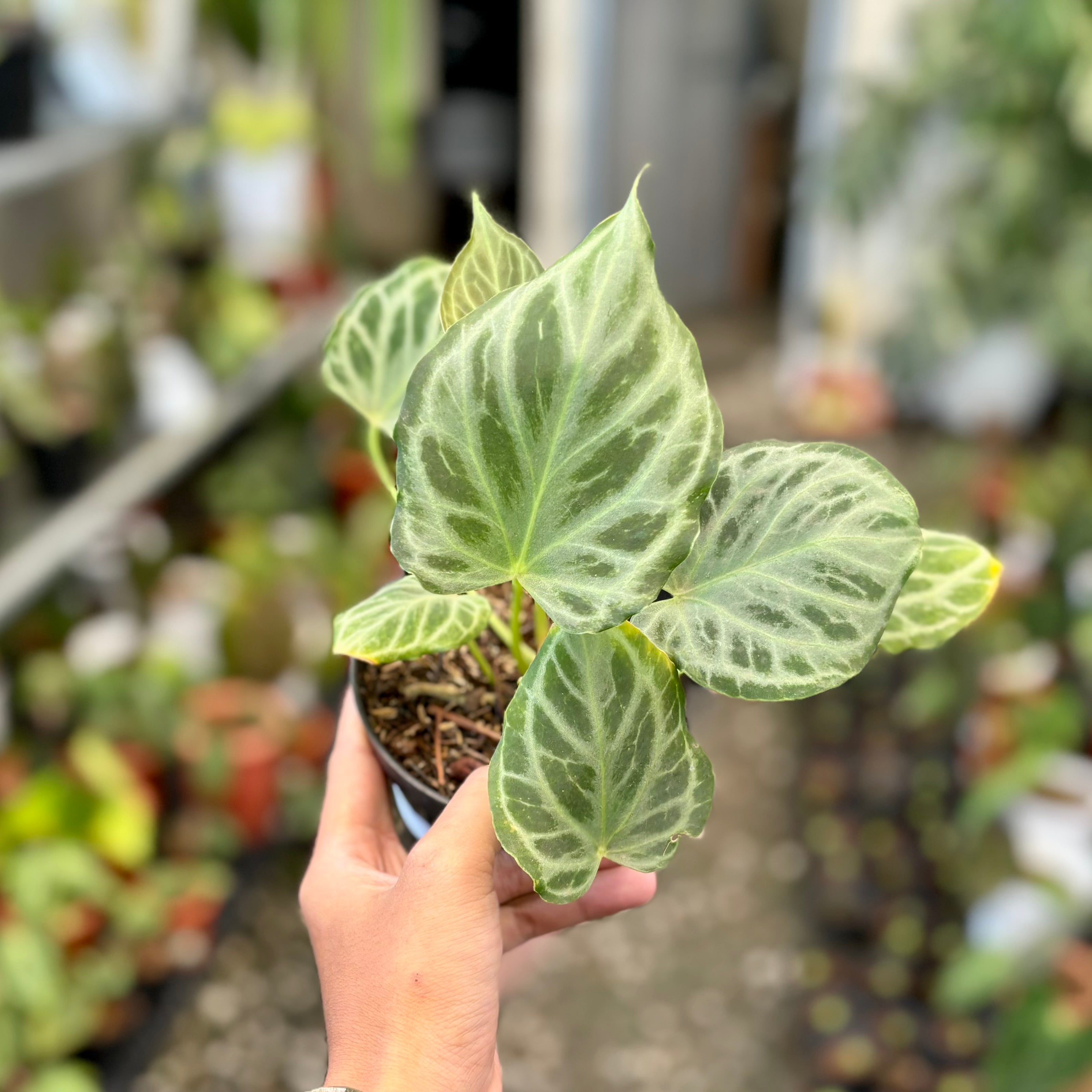 Anthurium silver tiger