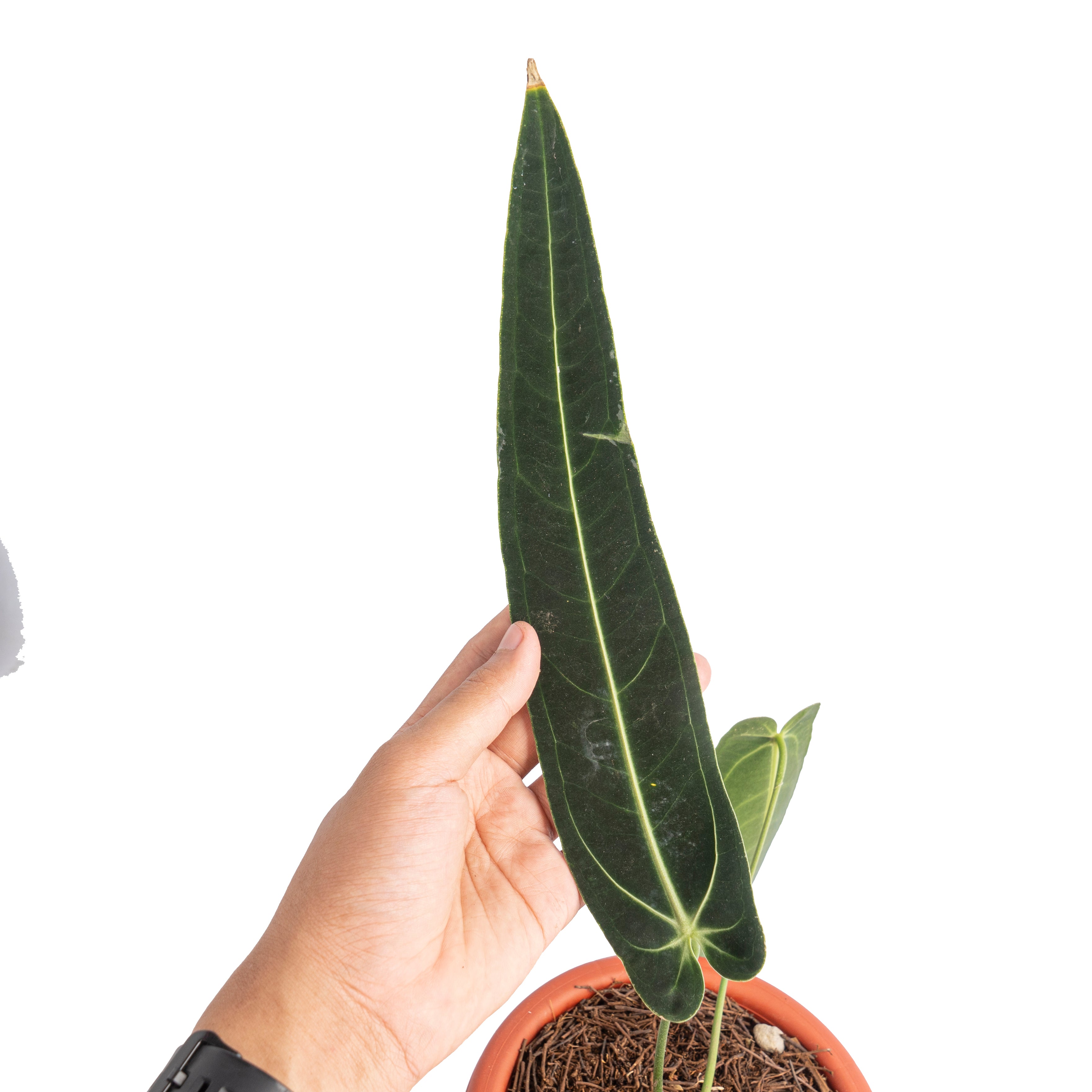 Anthurium warocqueanum dark form