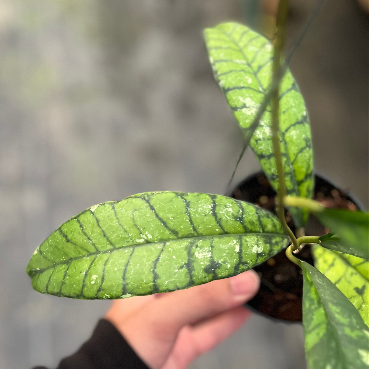 Hoya callistophylla 'Black Stone'