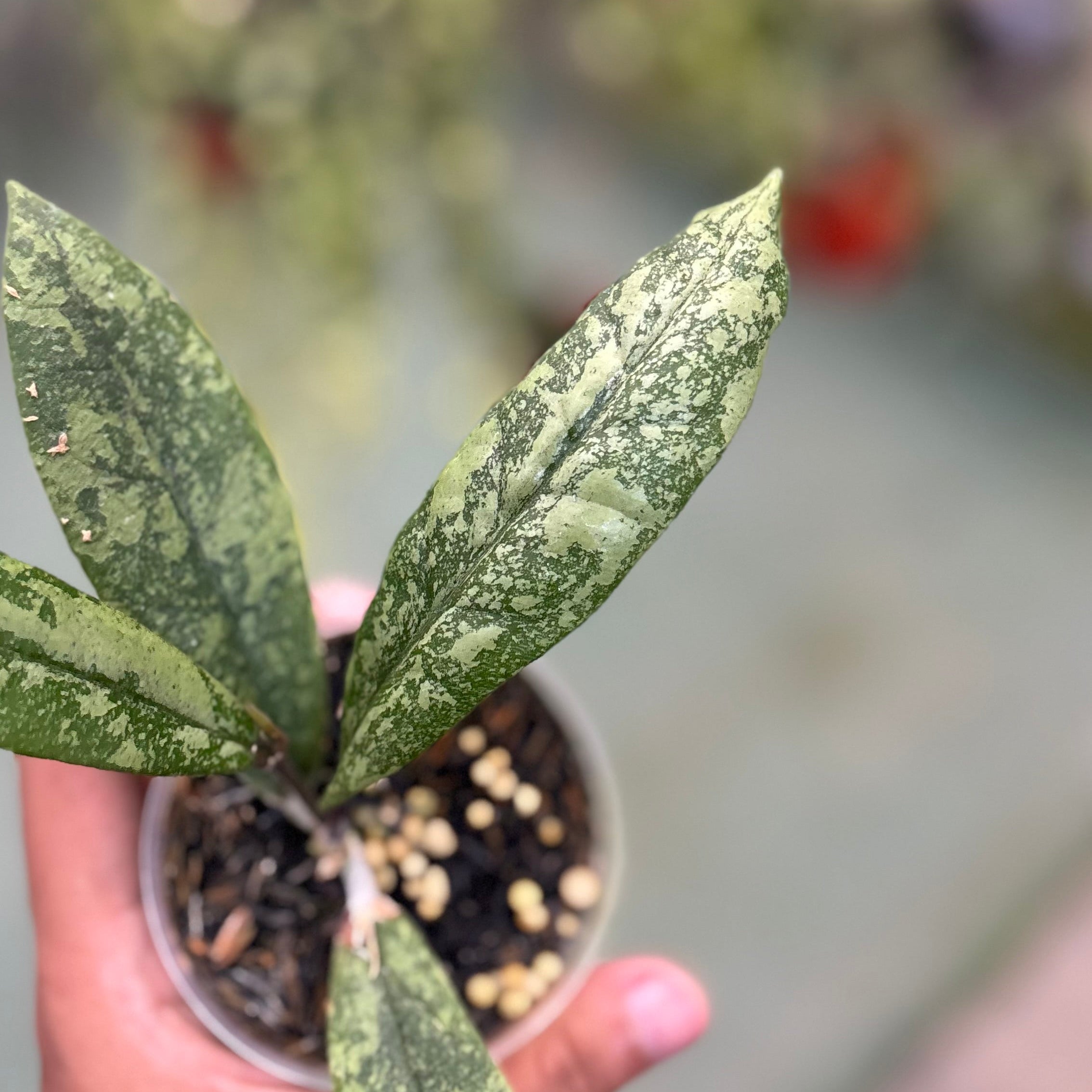 Hoya finlaysonii silver