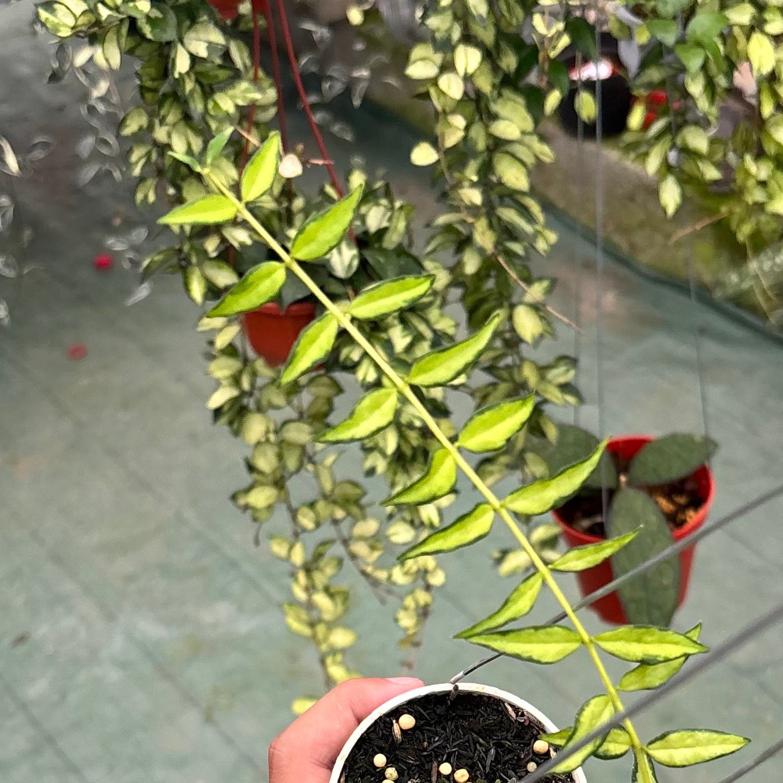 Hoya bella inner variegated