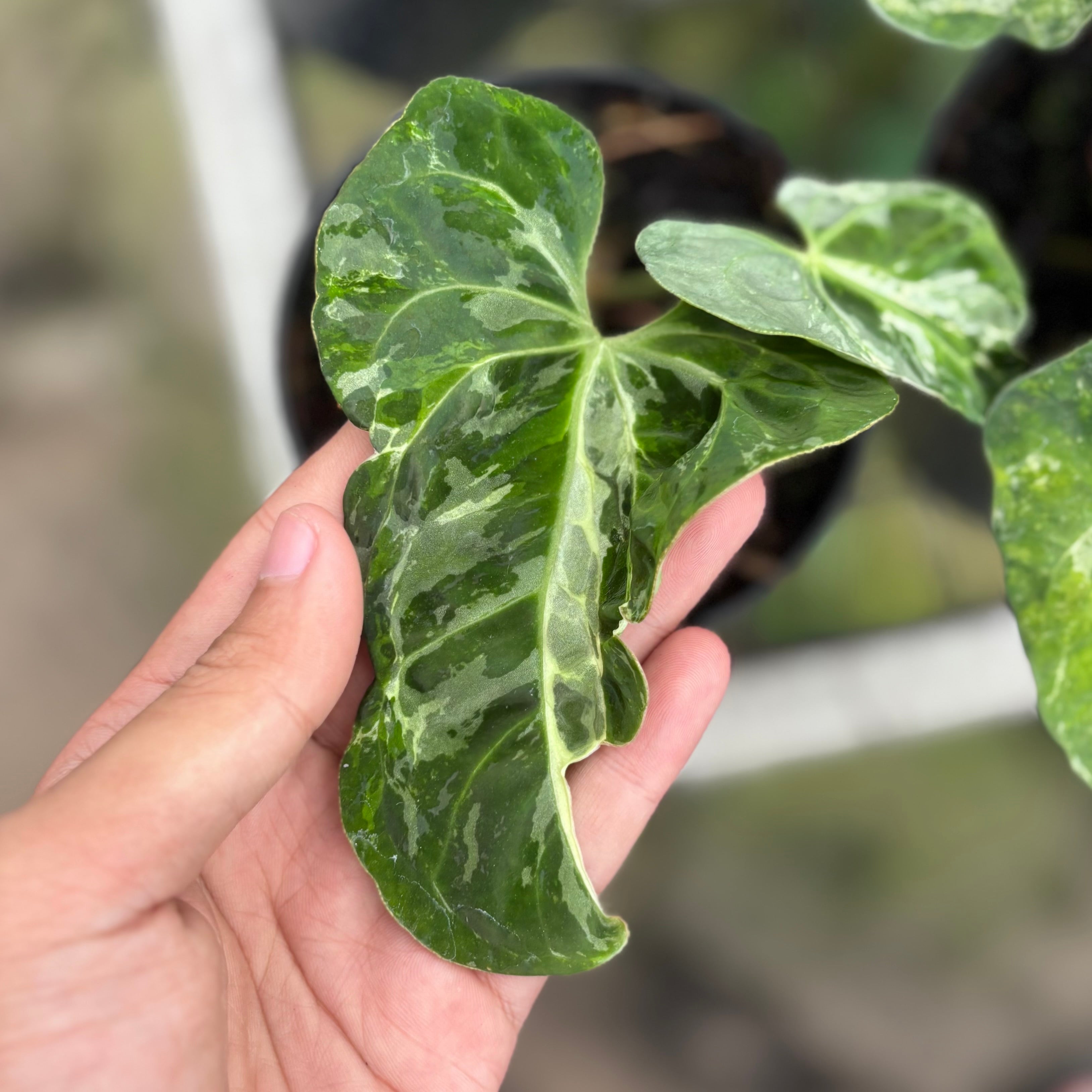 Anthurium forgetii variegated x papilaminum