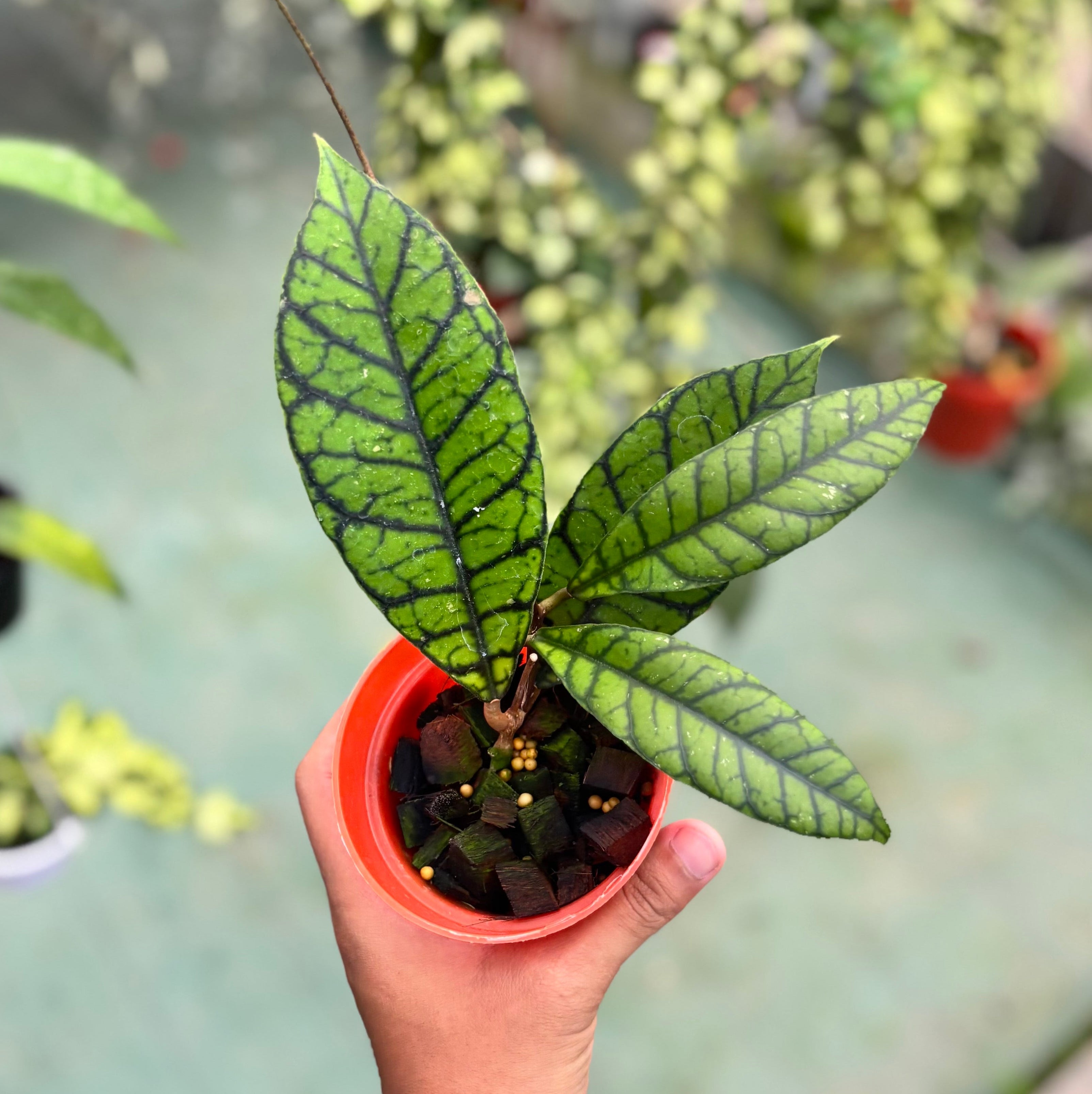 Hoya callistophylla zebra