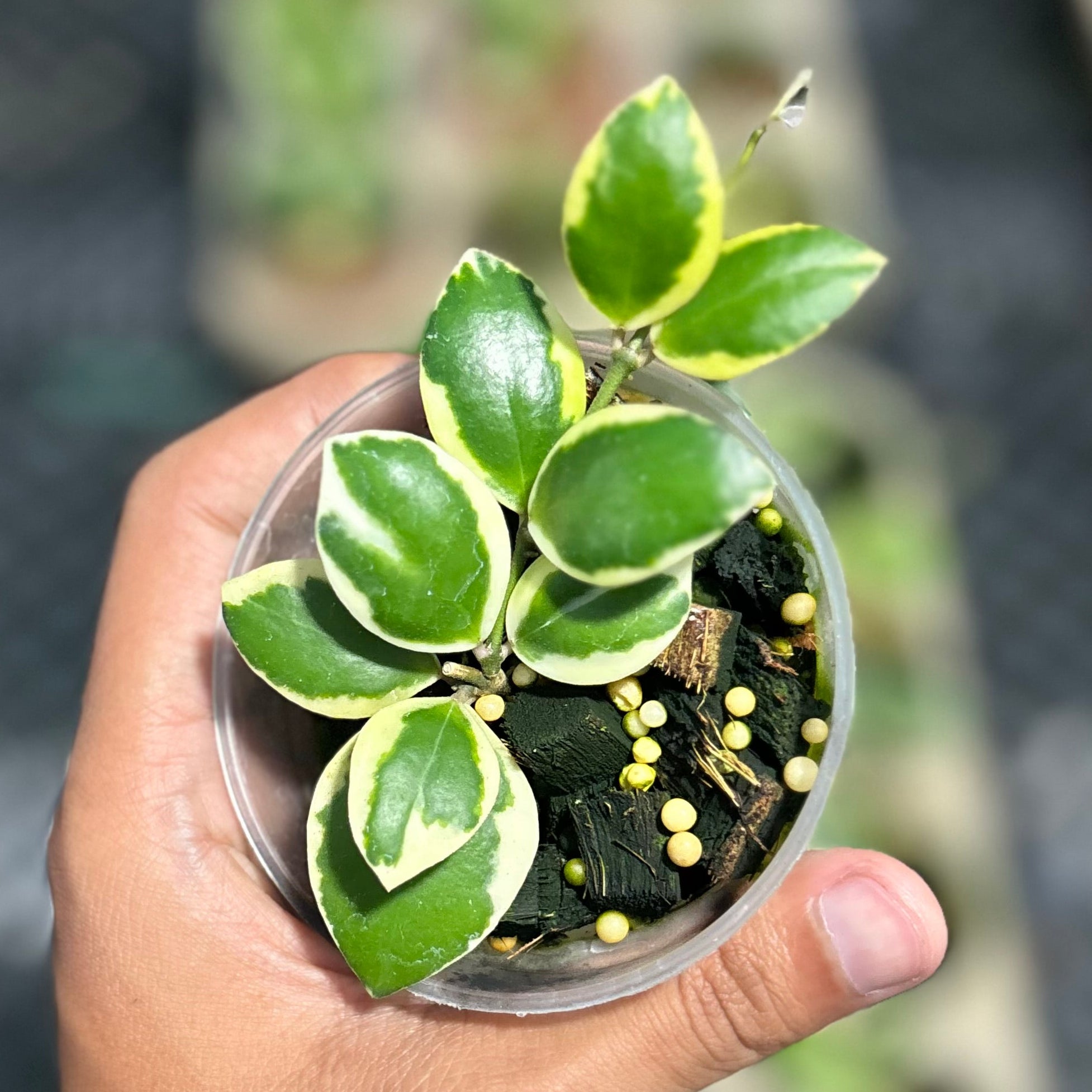 Hoya incurvula ‘palta’