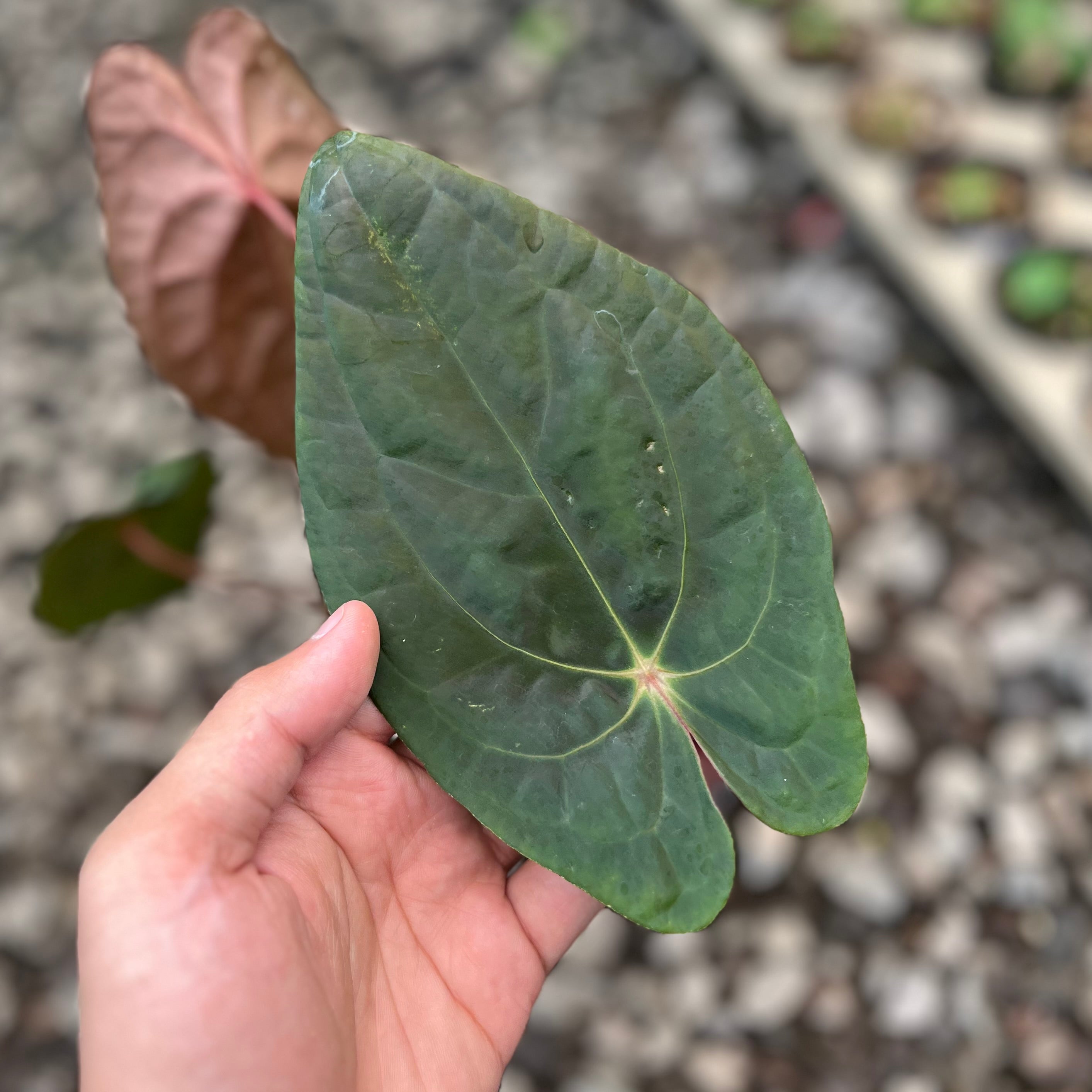 Anthurium RVDP x Black Muscle