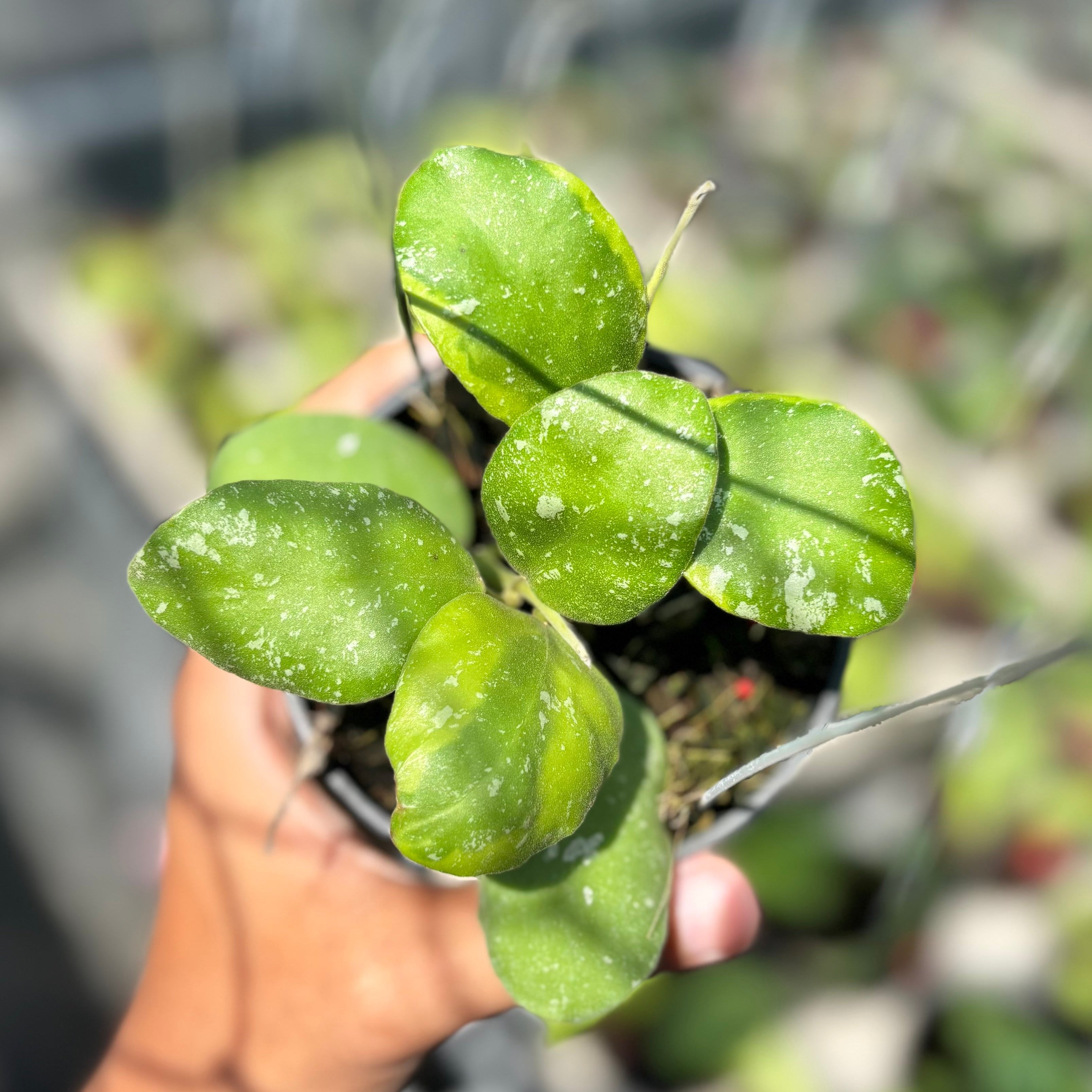 Hoya waymaniae albomarginata