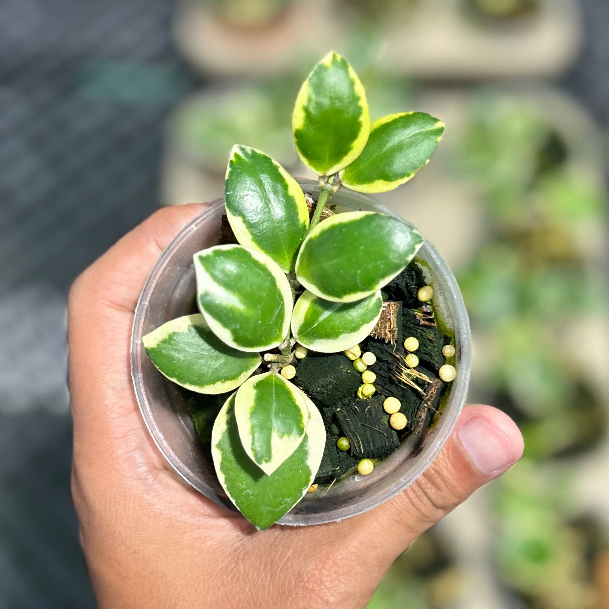 Hoya incurvula ‘palta’