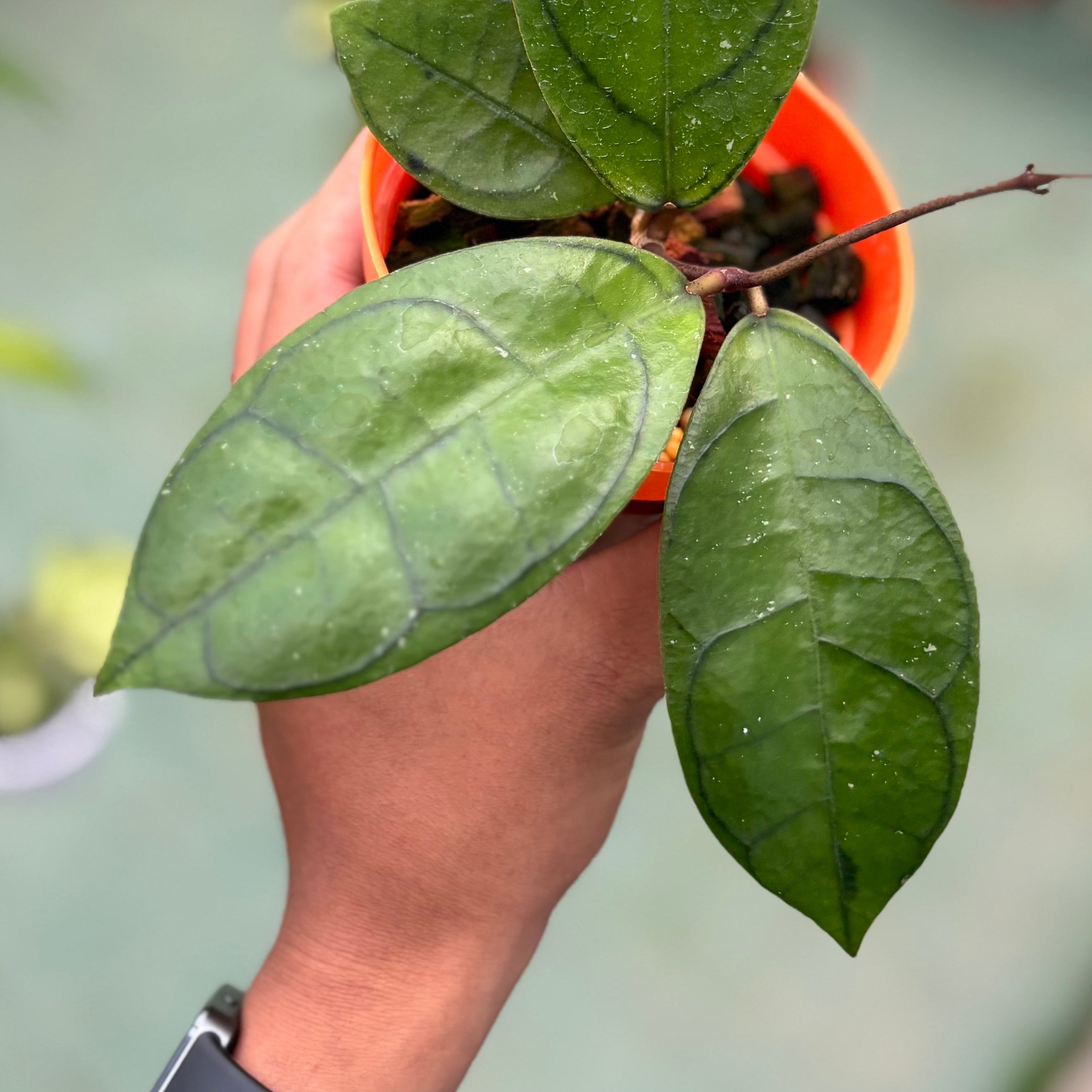 Hoya callistophylla ‘veinless’