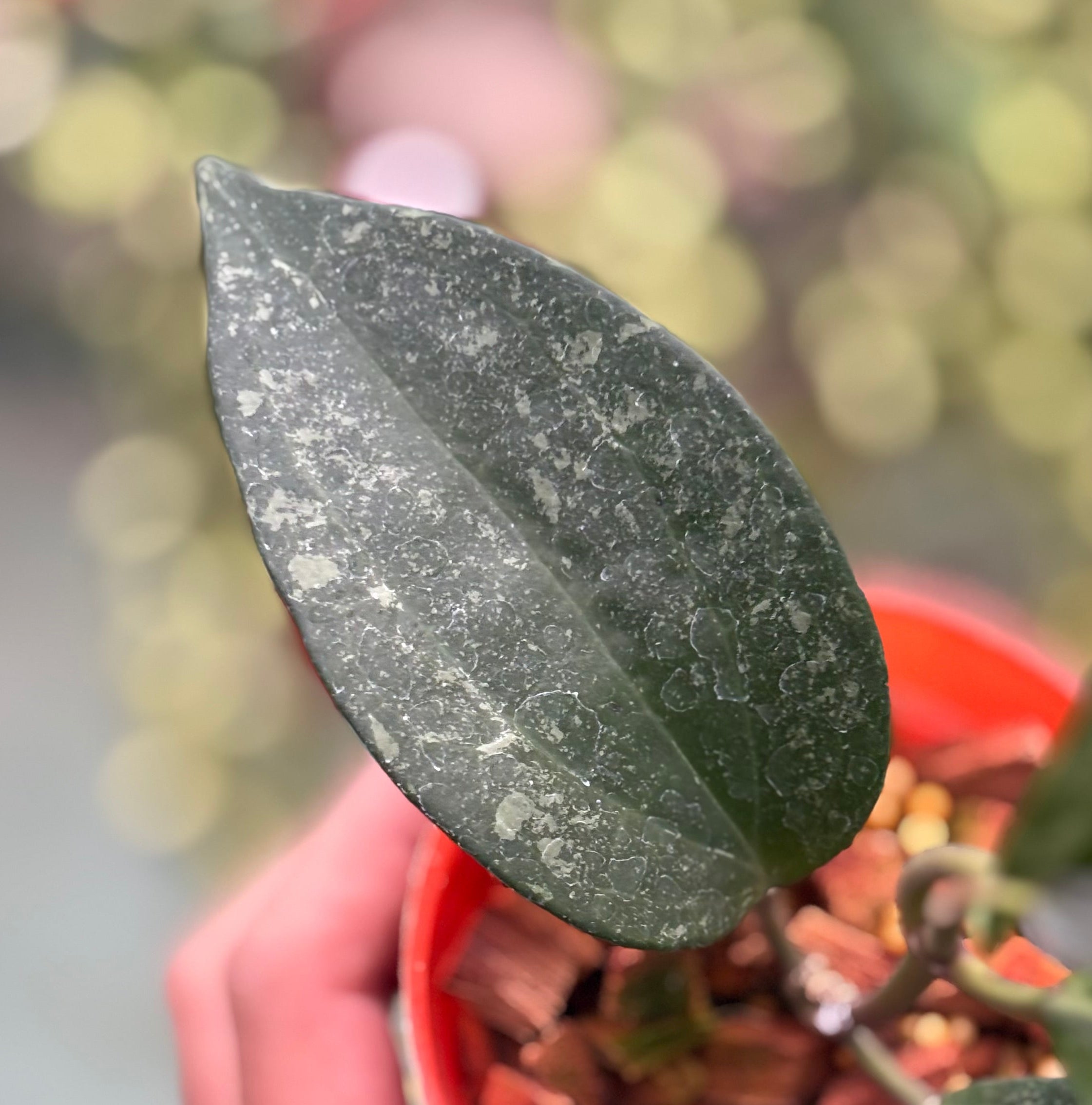 Hoya latifolia rimba perak