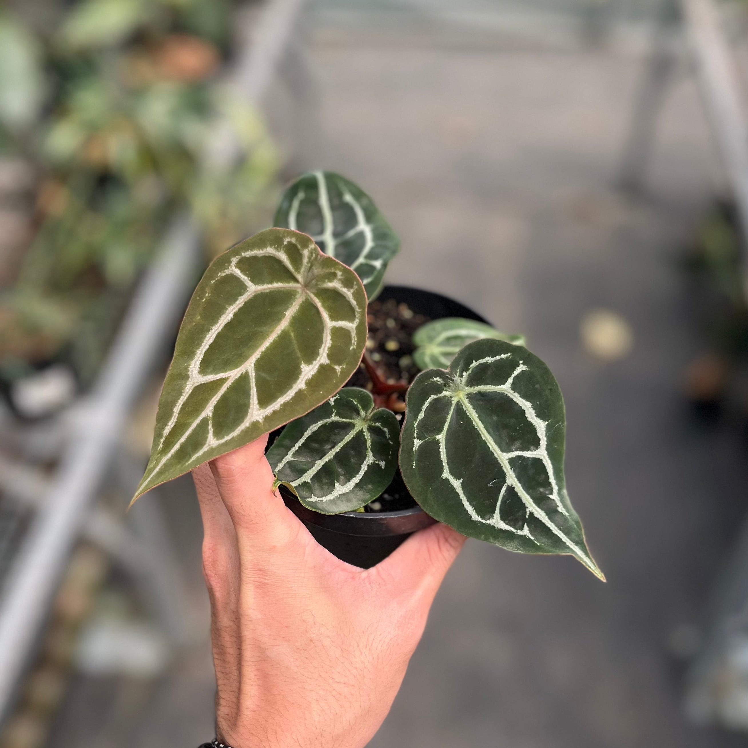 Anthurium forgetii x (michelle x tortoise grey)