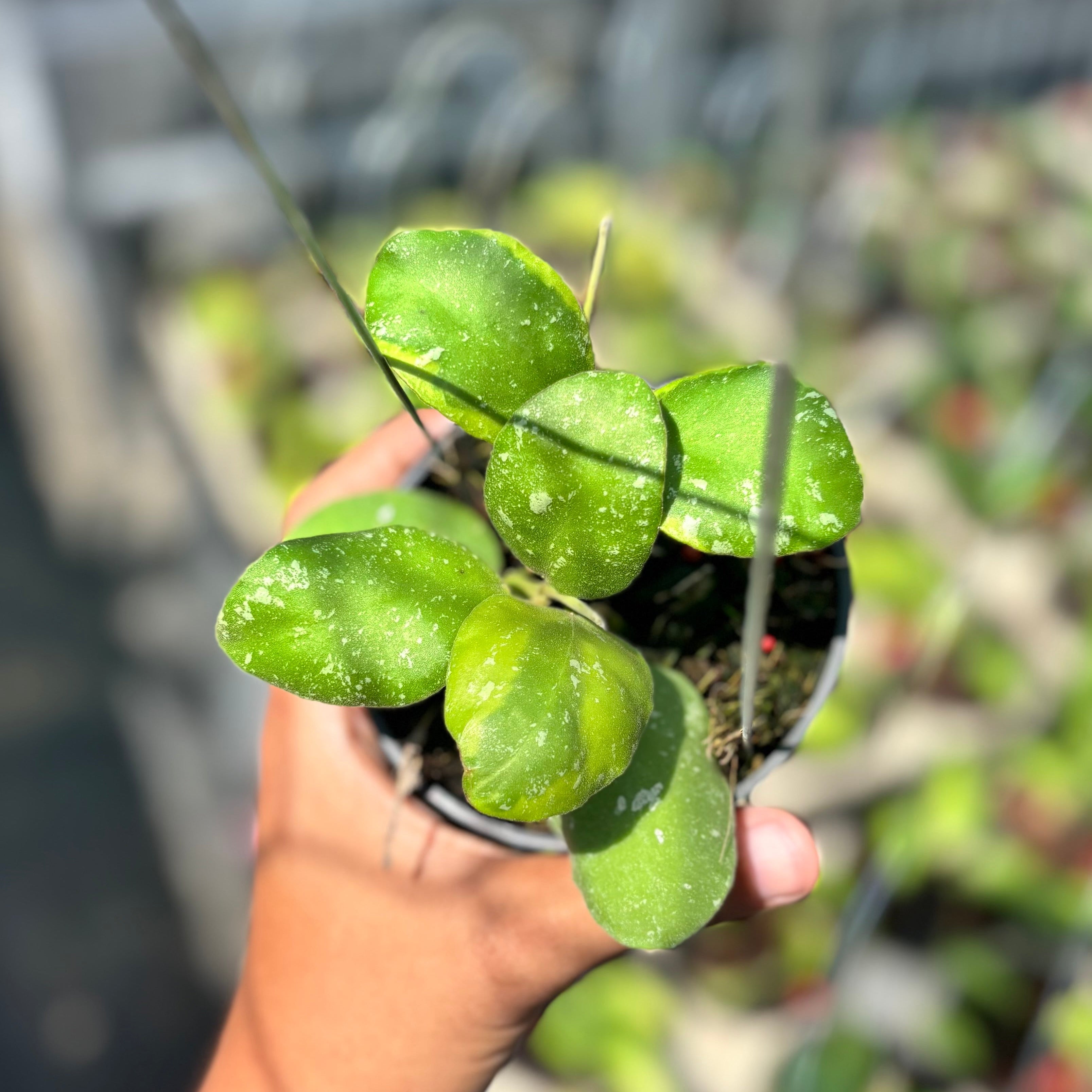 Hoya waymaniae albomarginata
