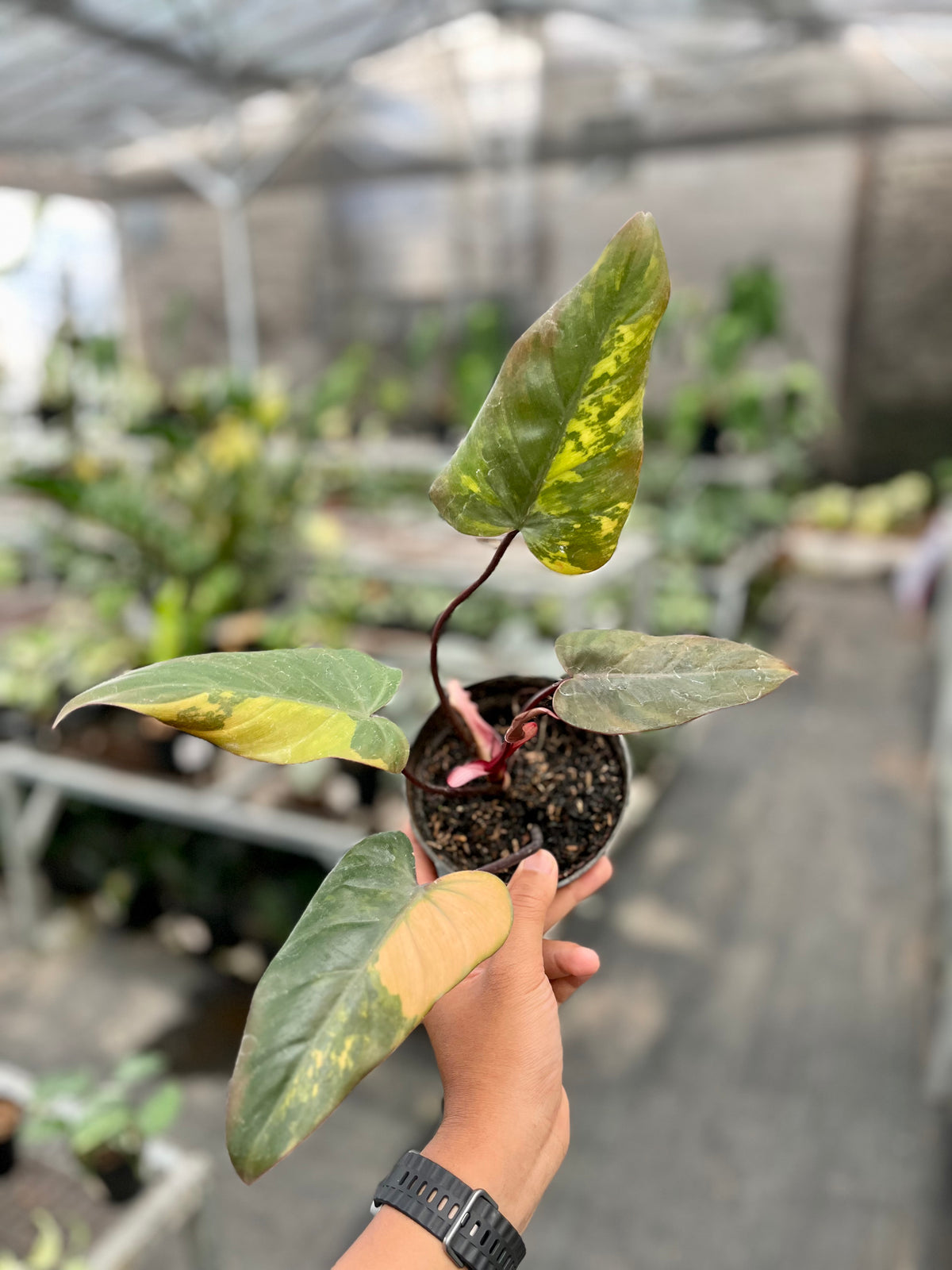 Philodendron Dark lord variegated
