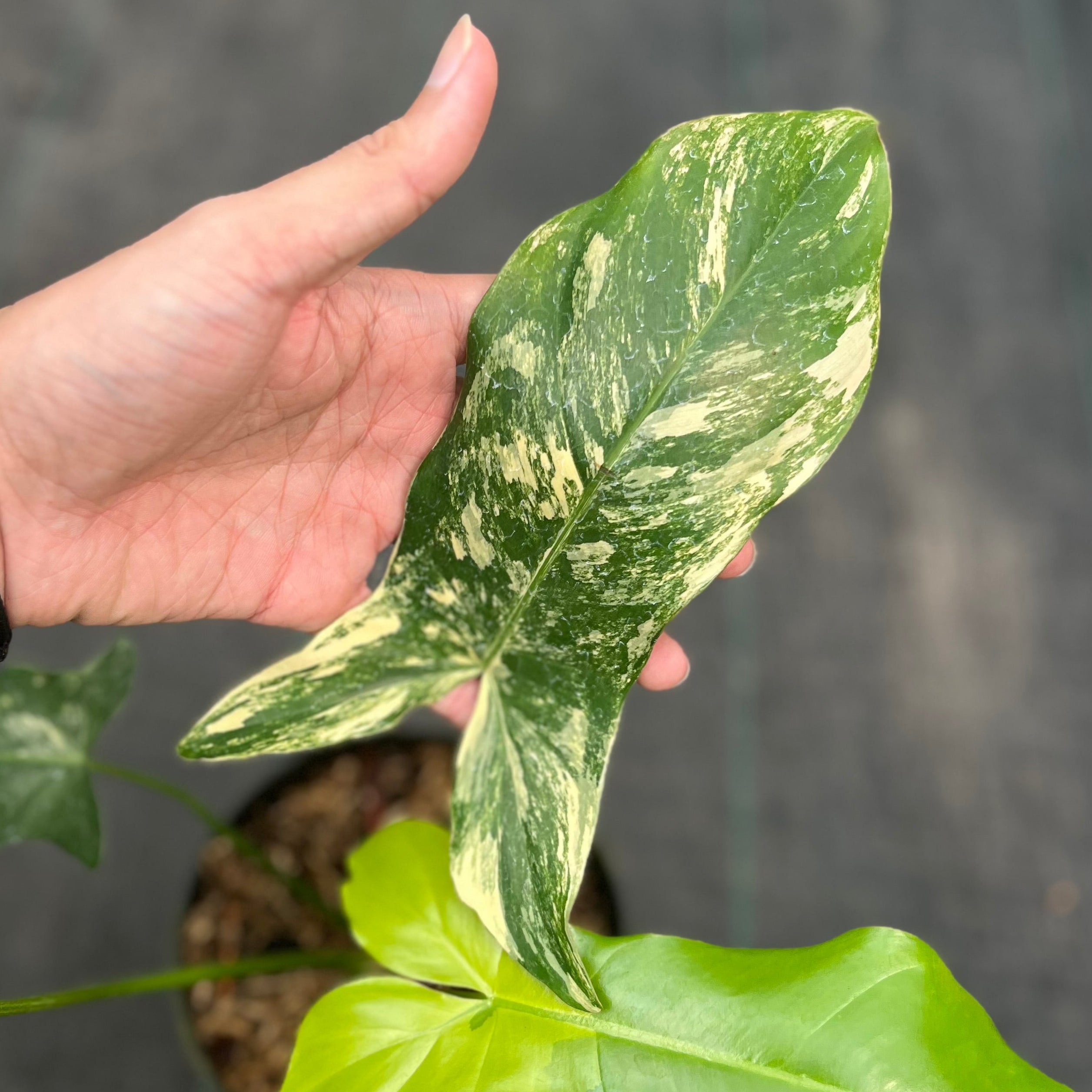 Philodendron paradise beauty (Florida beauty x Paraiso verde)