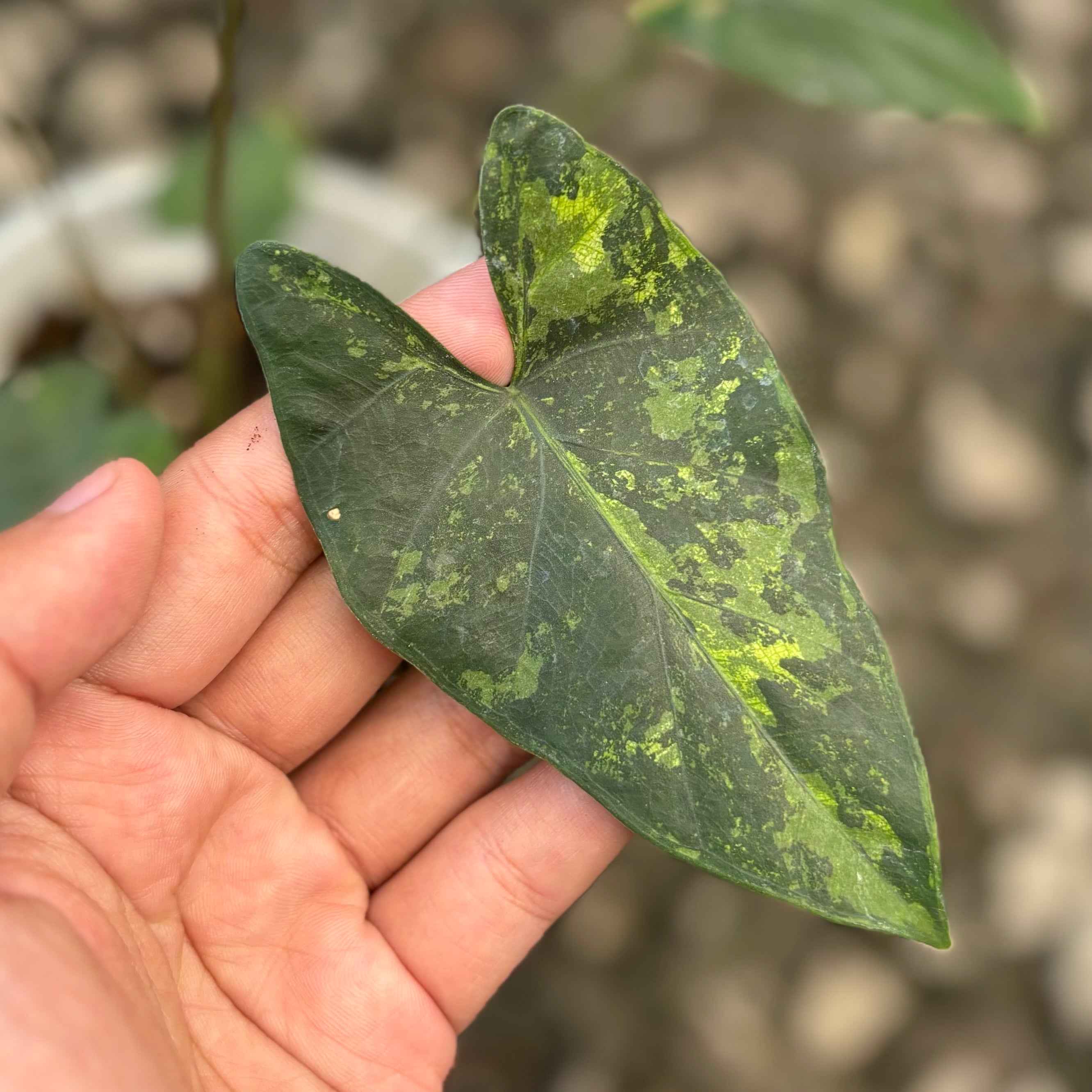 Alocasia flemingiana variegated
