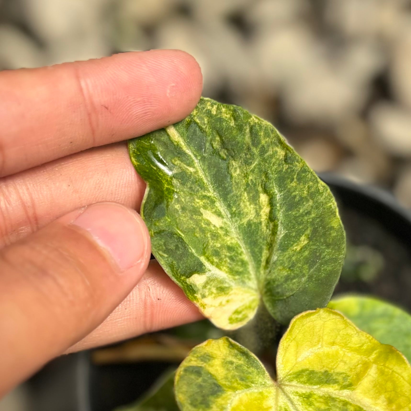 Anthurium forgetii variegated x Red spider