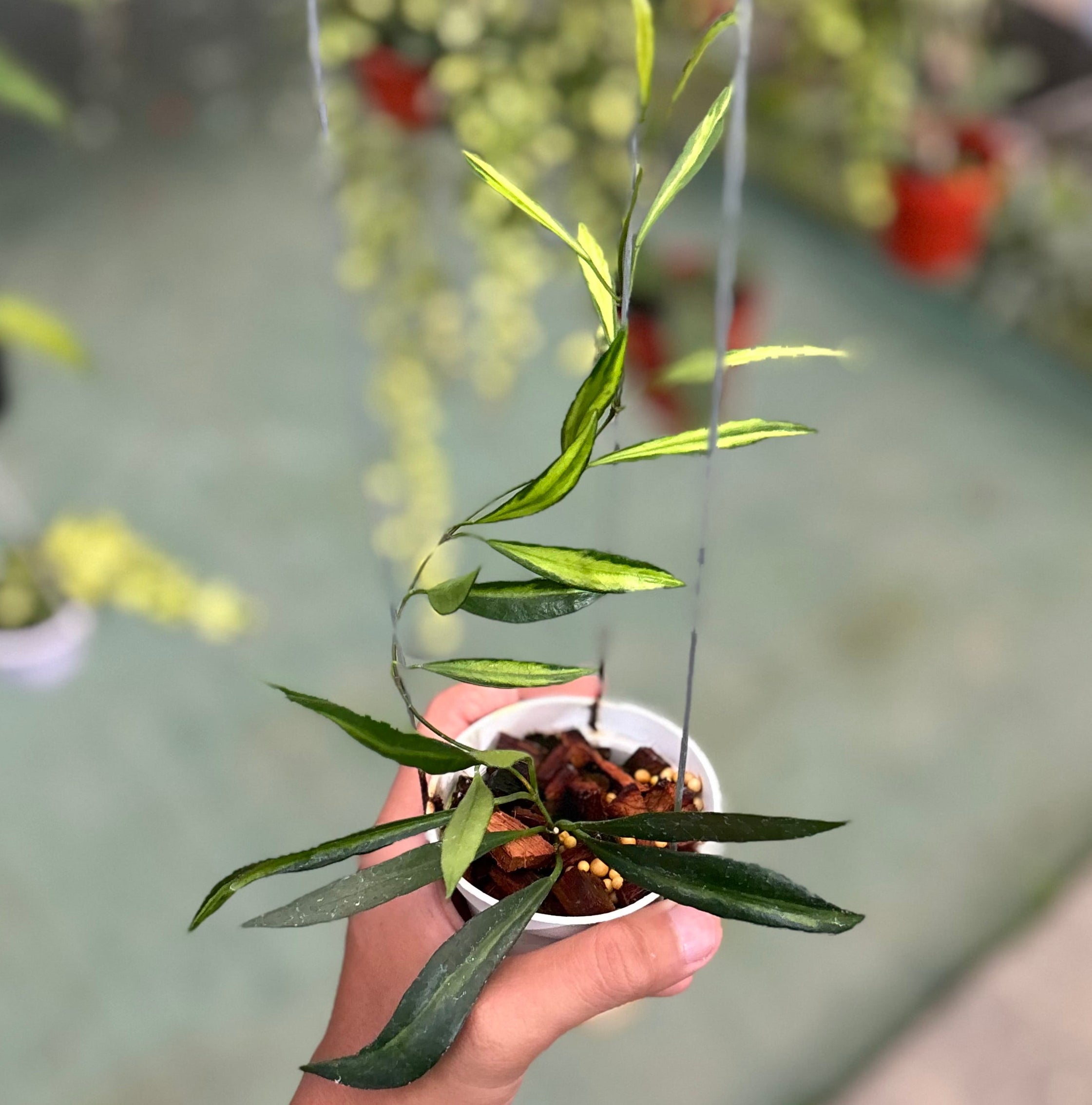 Hoya tsangii inner variegated
