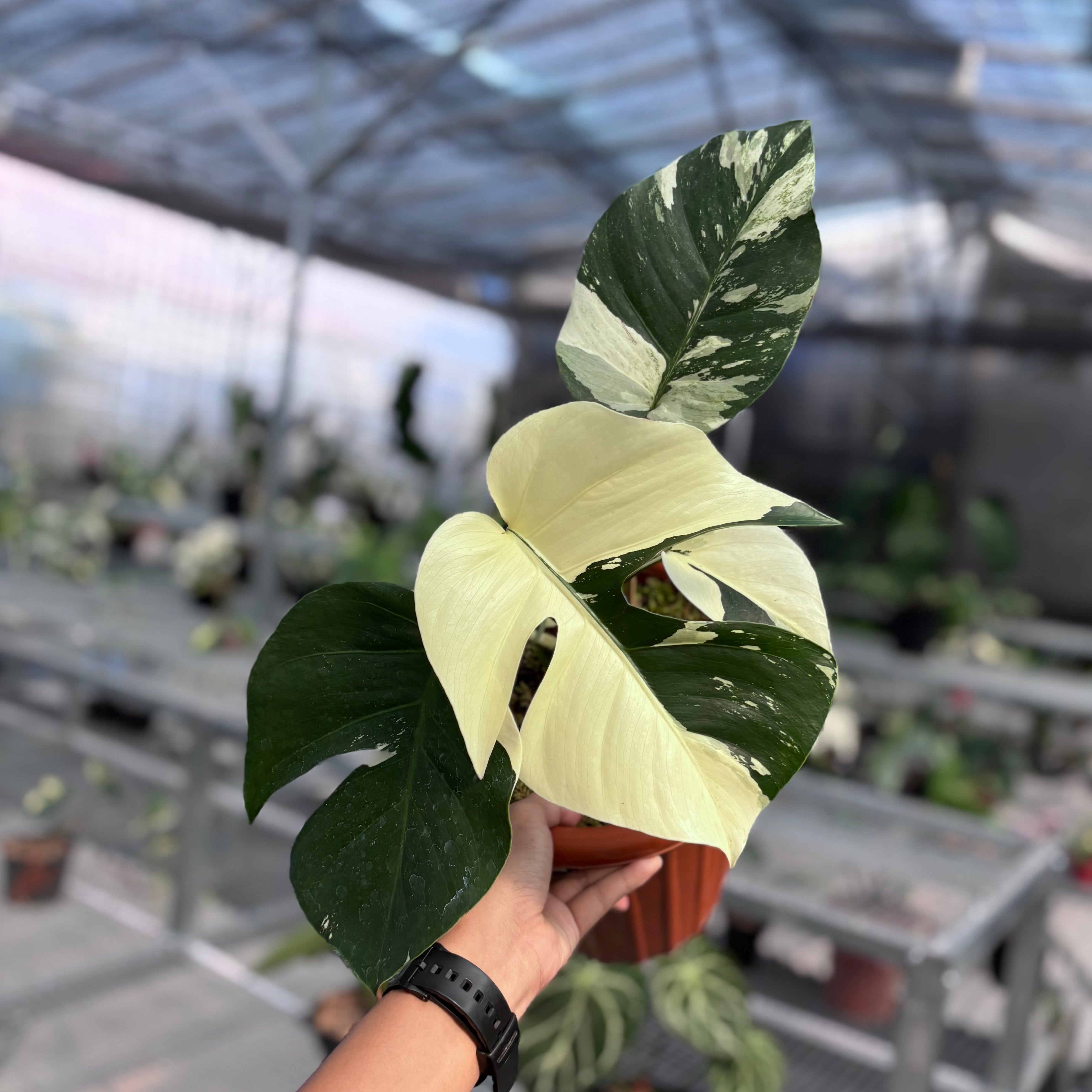 Monstera jungle mint NoiD variegated