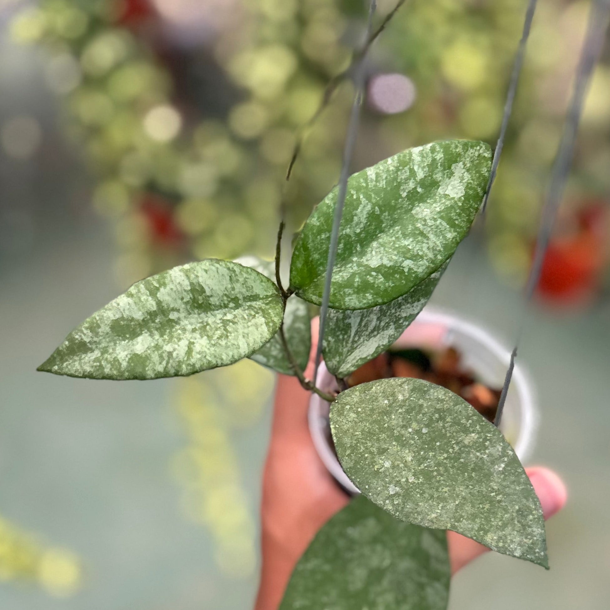 Hoya caudata snow dust