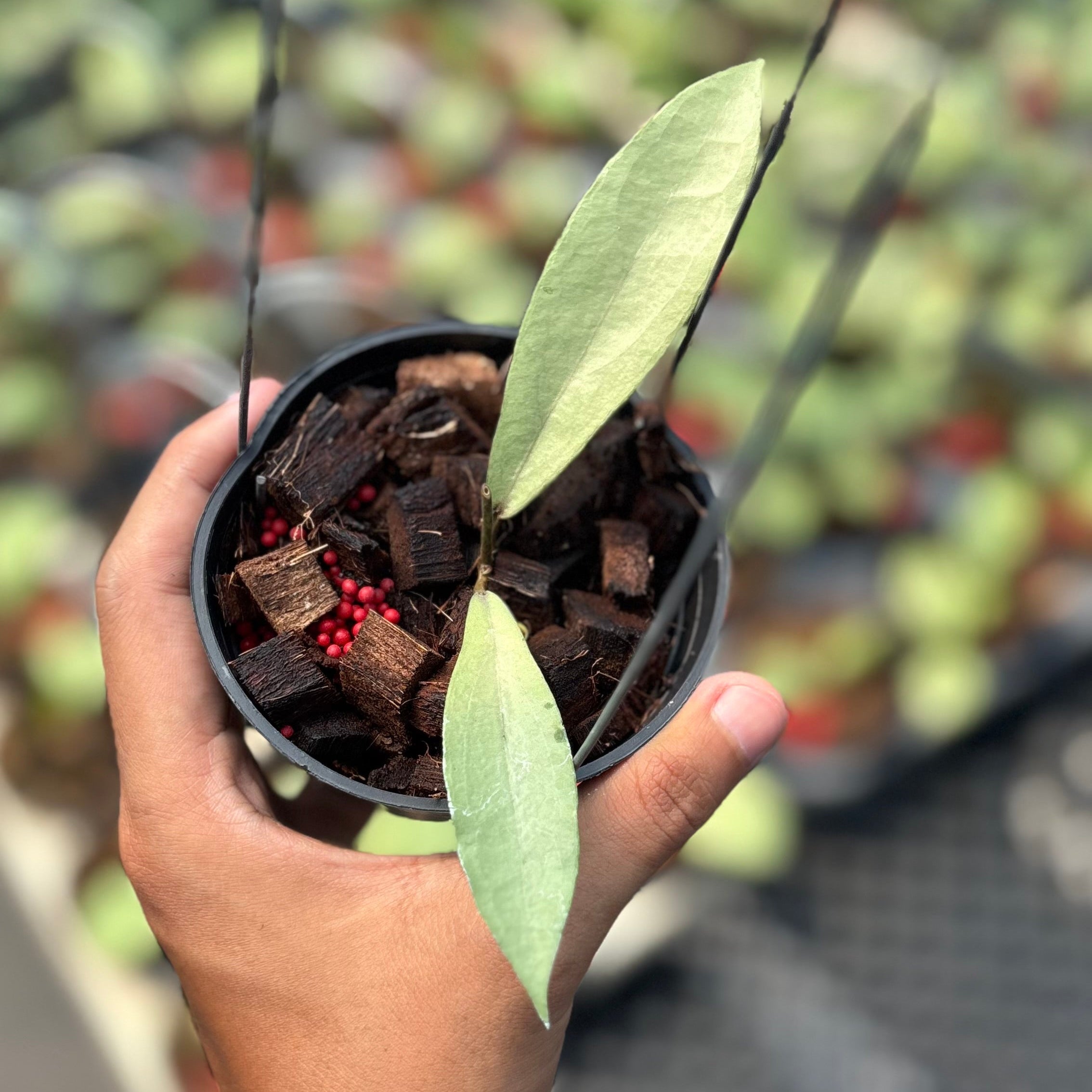 Hoya alena silver (crassipetiolata x rindu rafflesia)