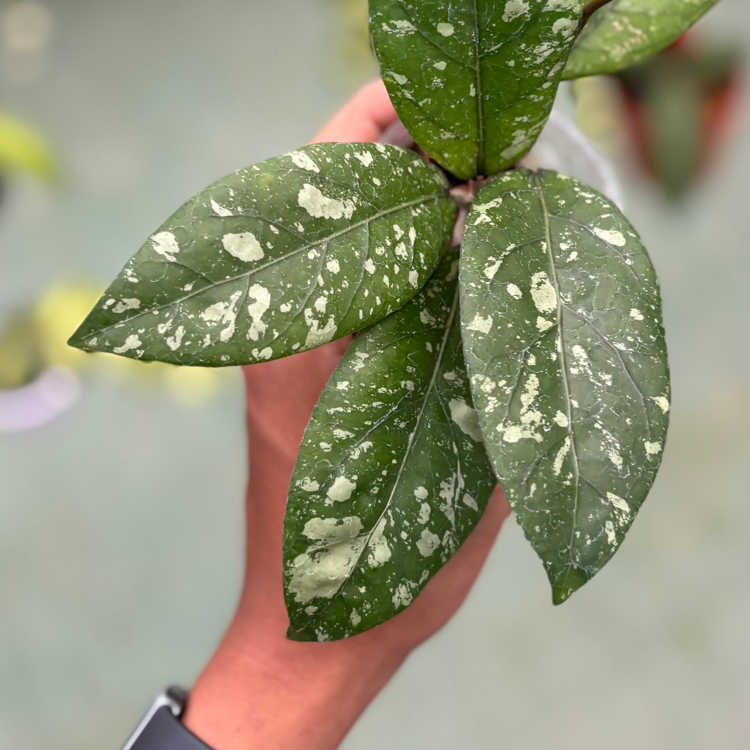 Hoya sp aceh gunung kapi