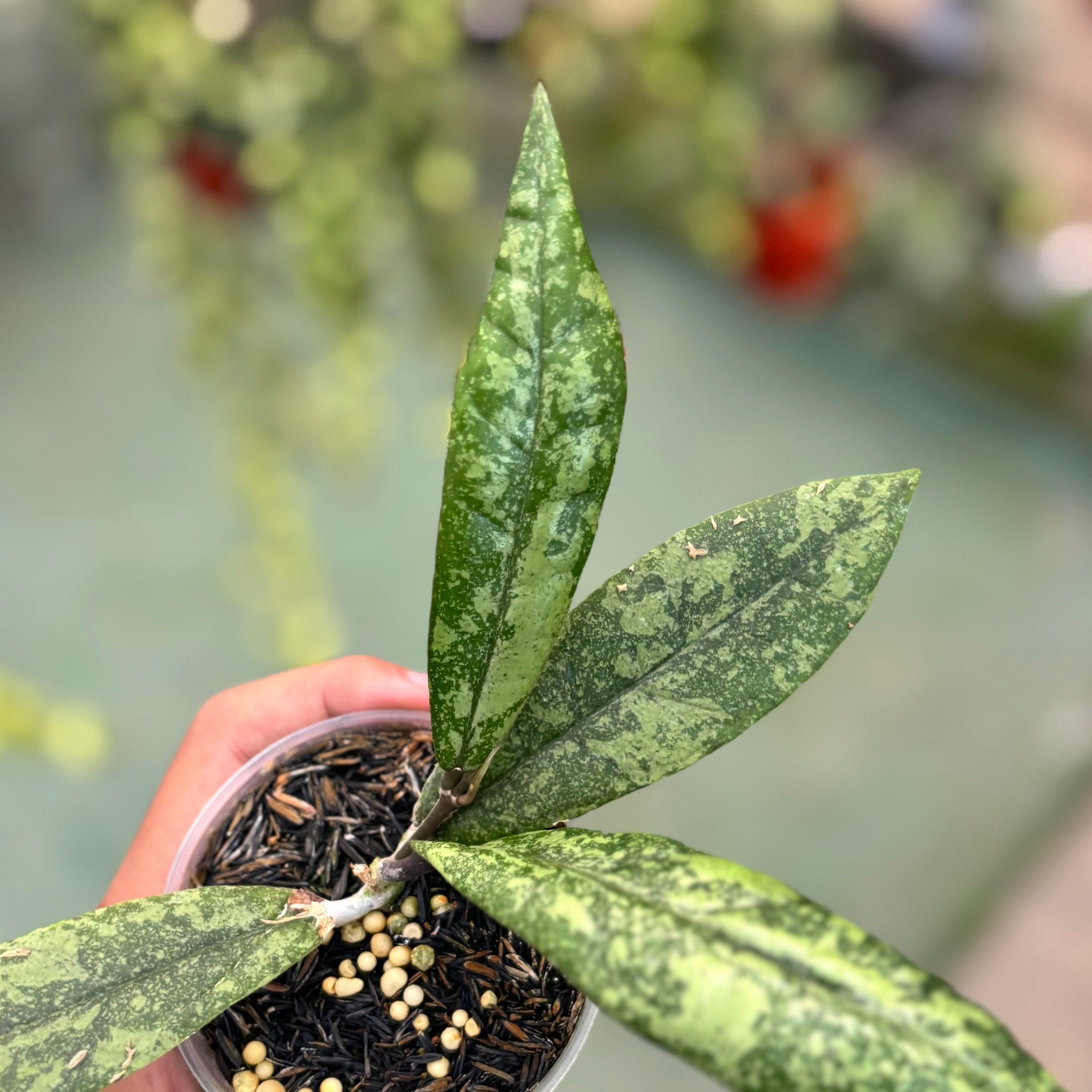 Hoya finlaysonii silver