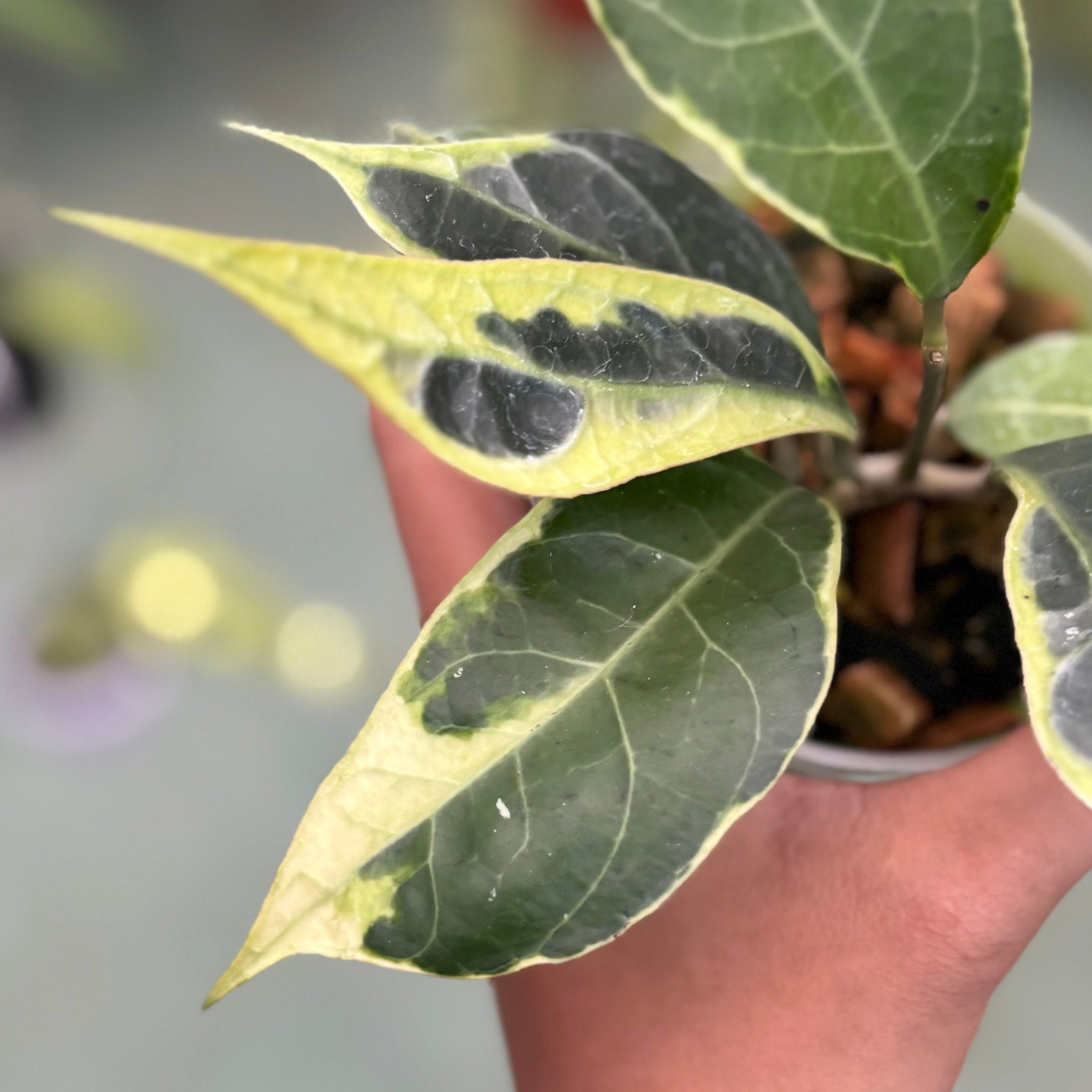 Hoya verticillata sp tanggamus albomarginata