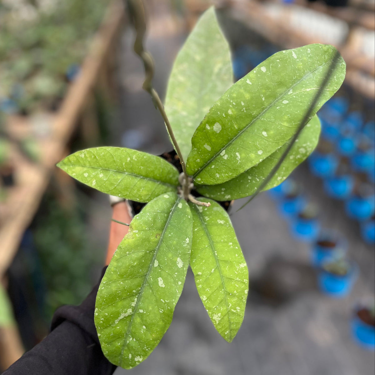 Hoya sp aceh singkil