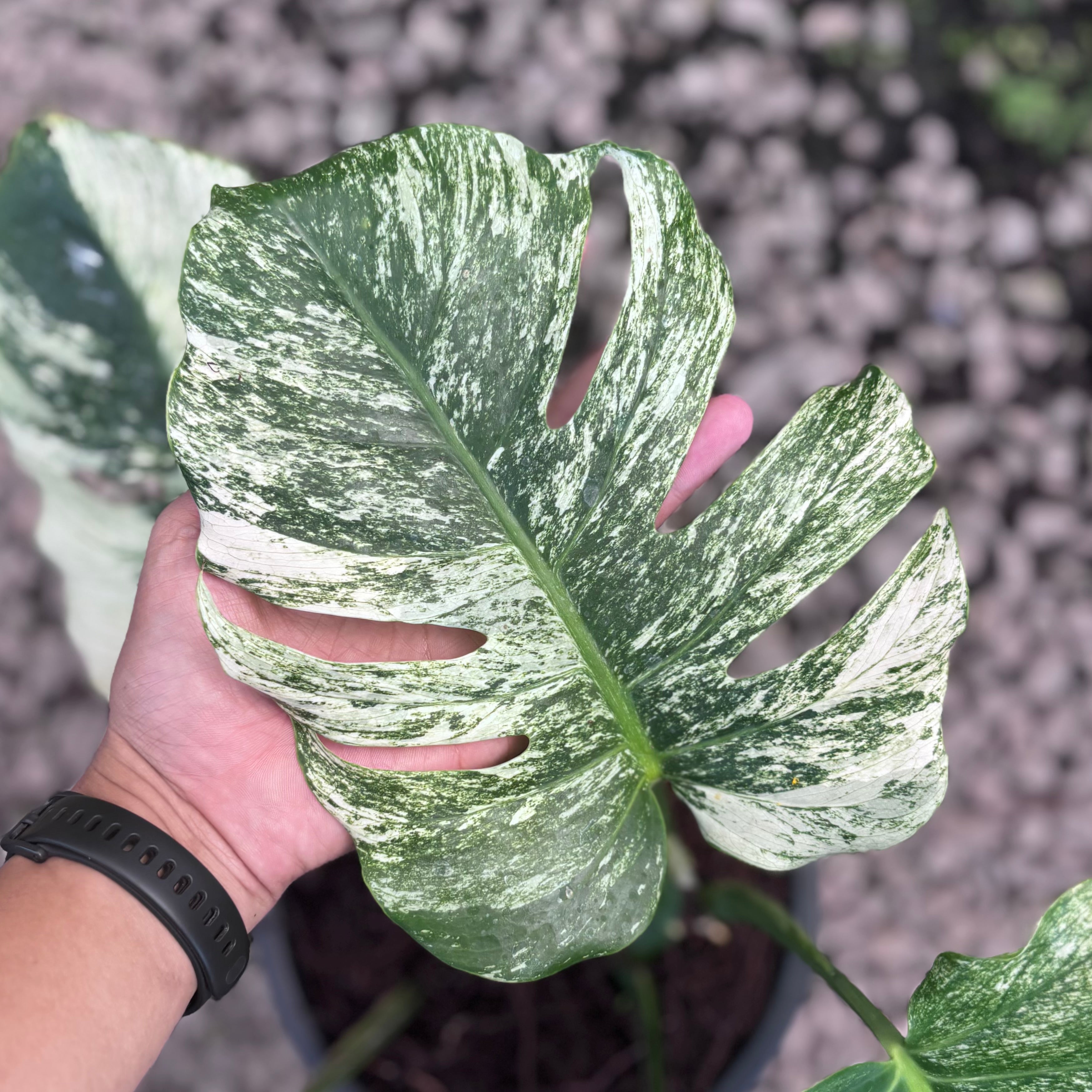 Monstera java sports