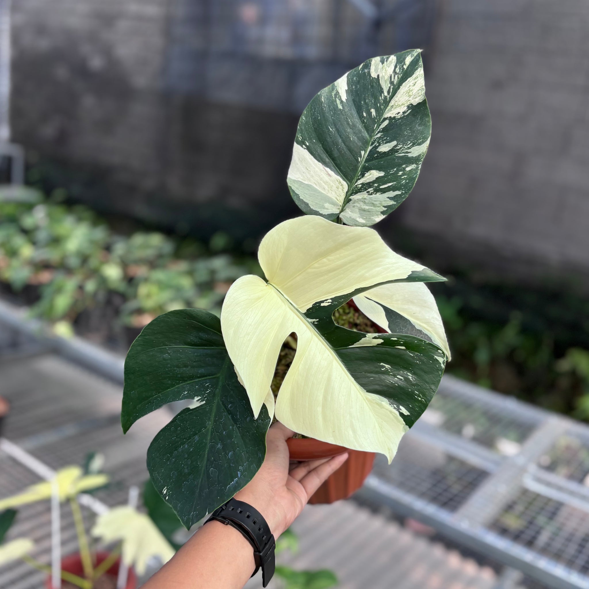 monstera mint noid Monstera jungle mint NoiD variegated