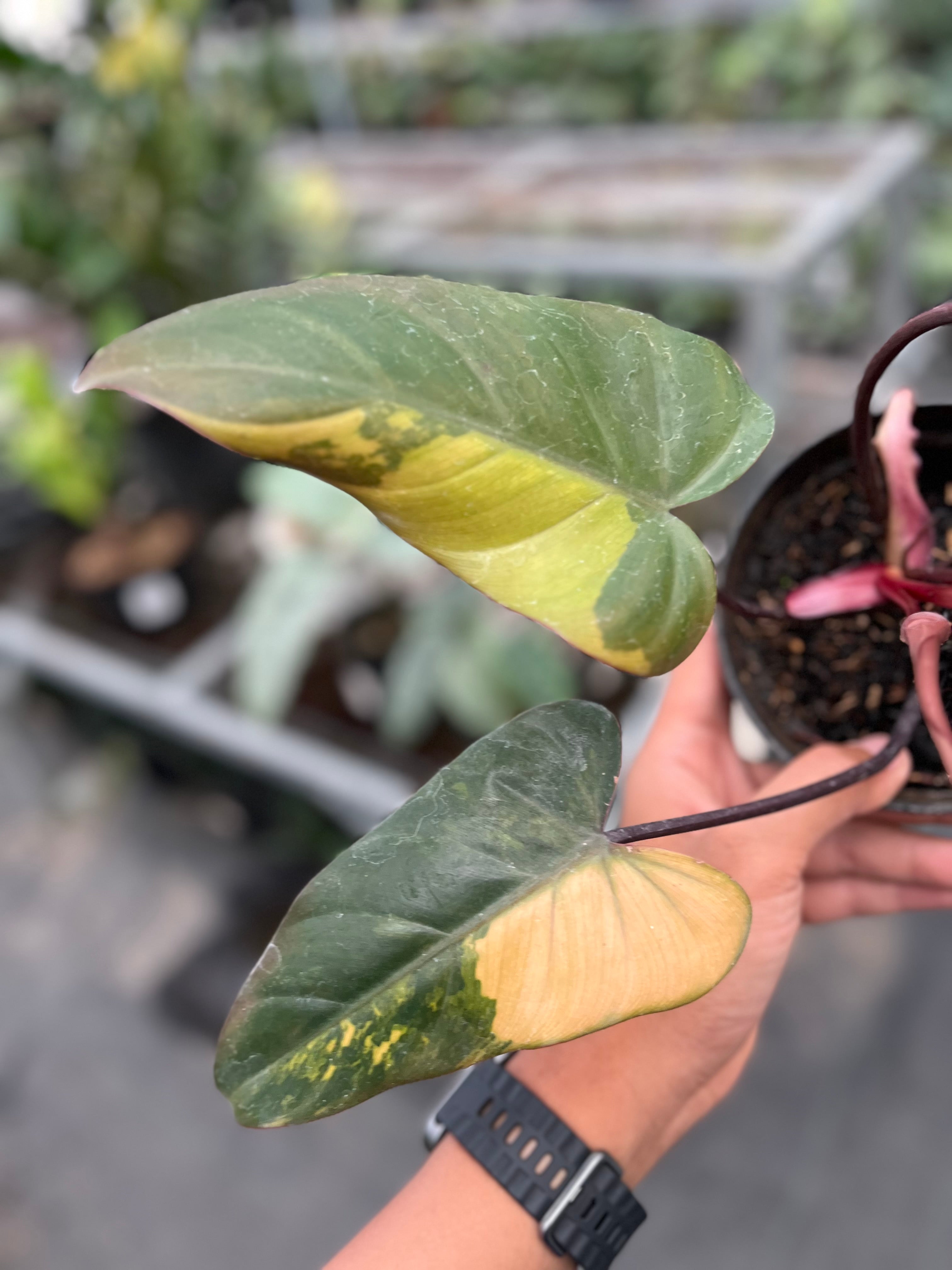 Philodendron Dark lord variegated