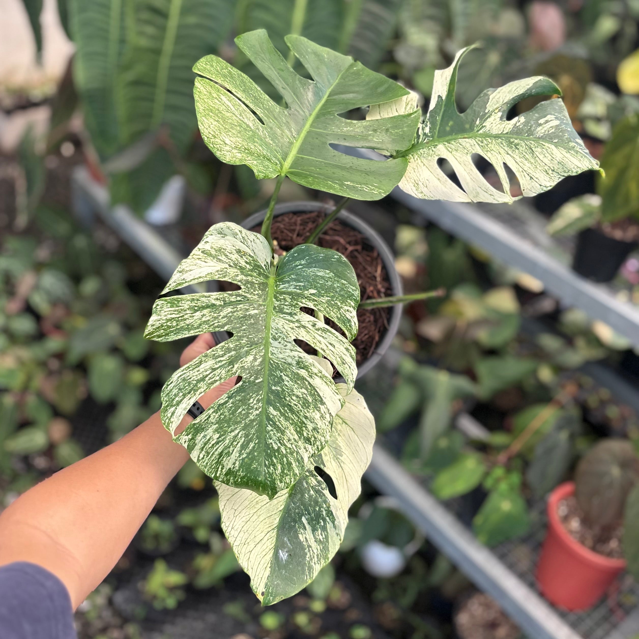 Monstera java sports