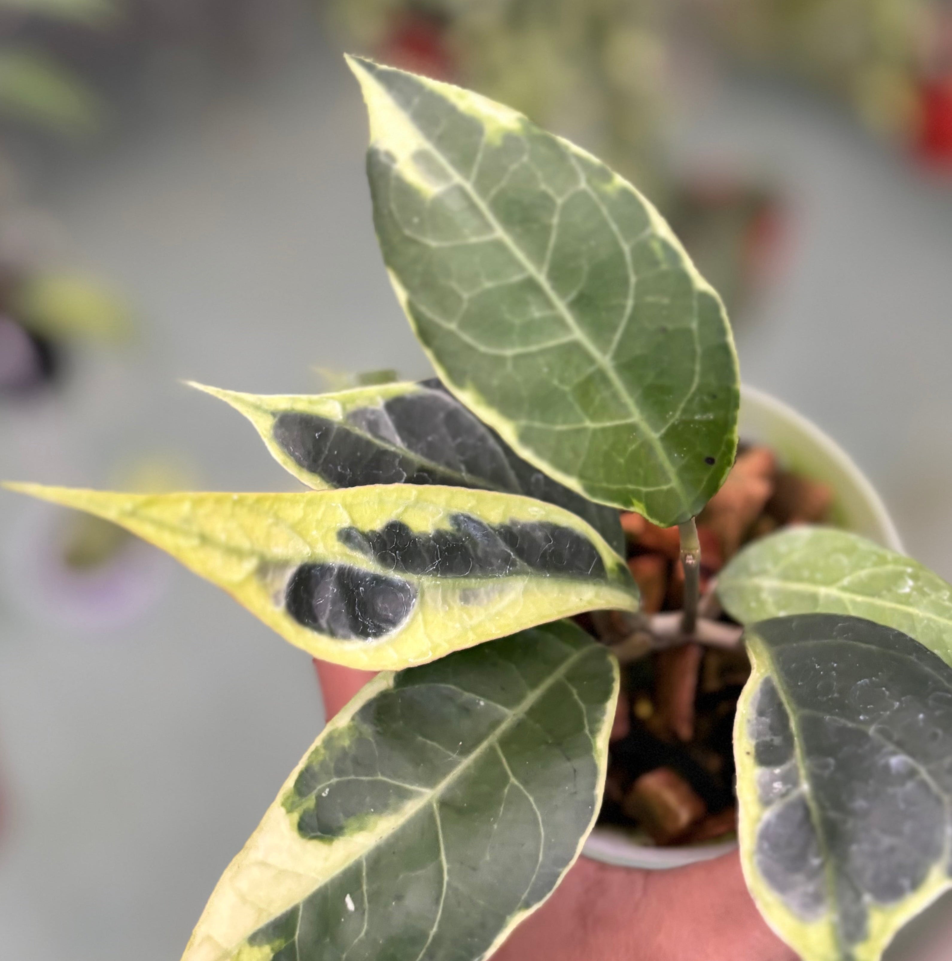 Hoya verticillata sp tanggamus albomarginata