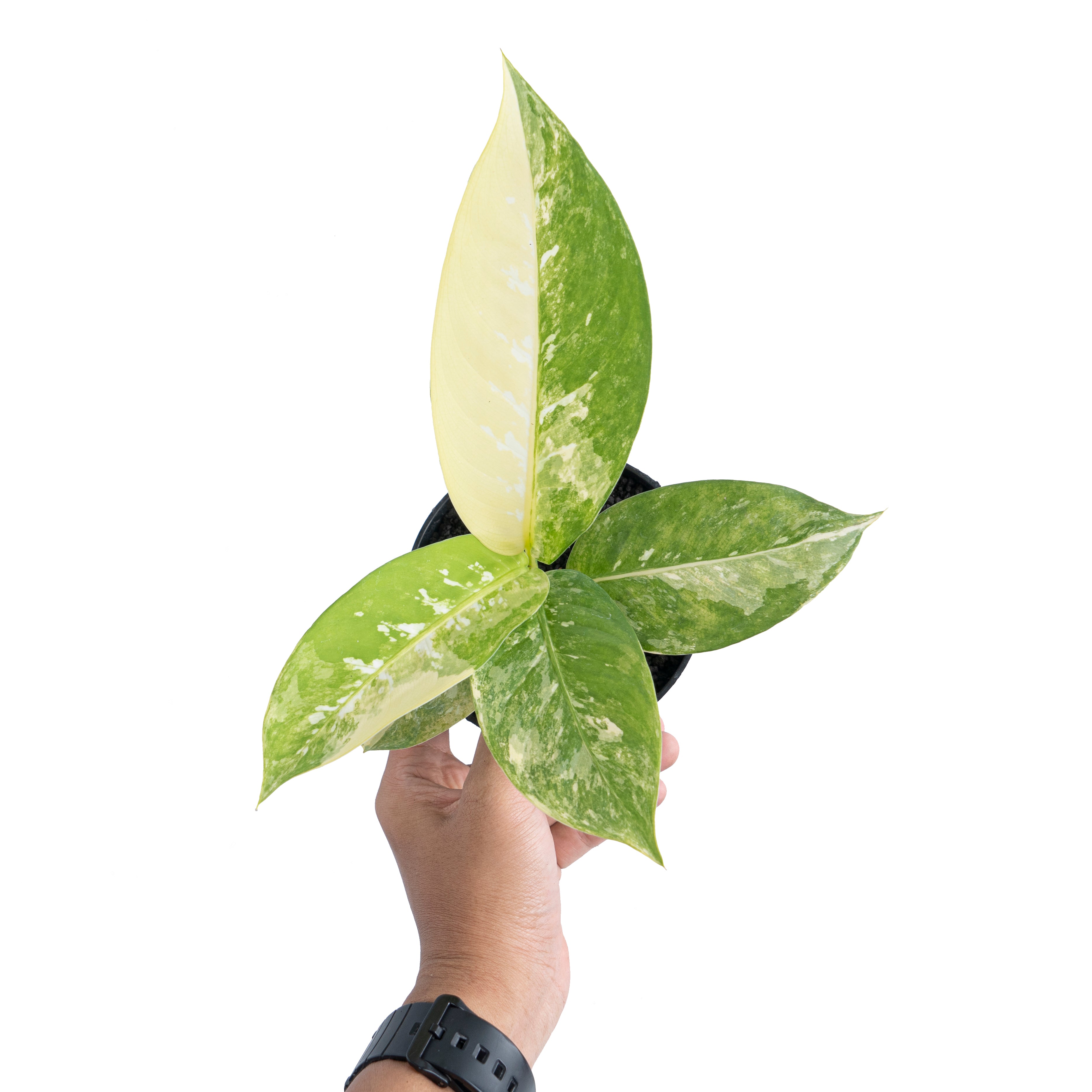 Dieffenbachia Albo Variegated
