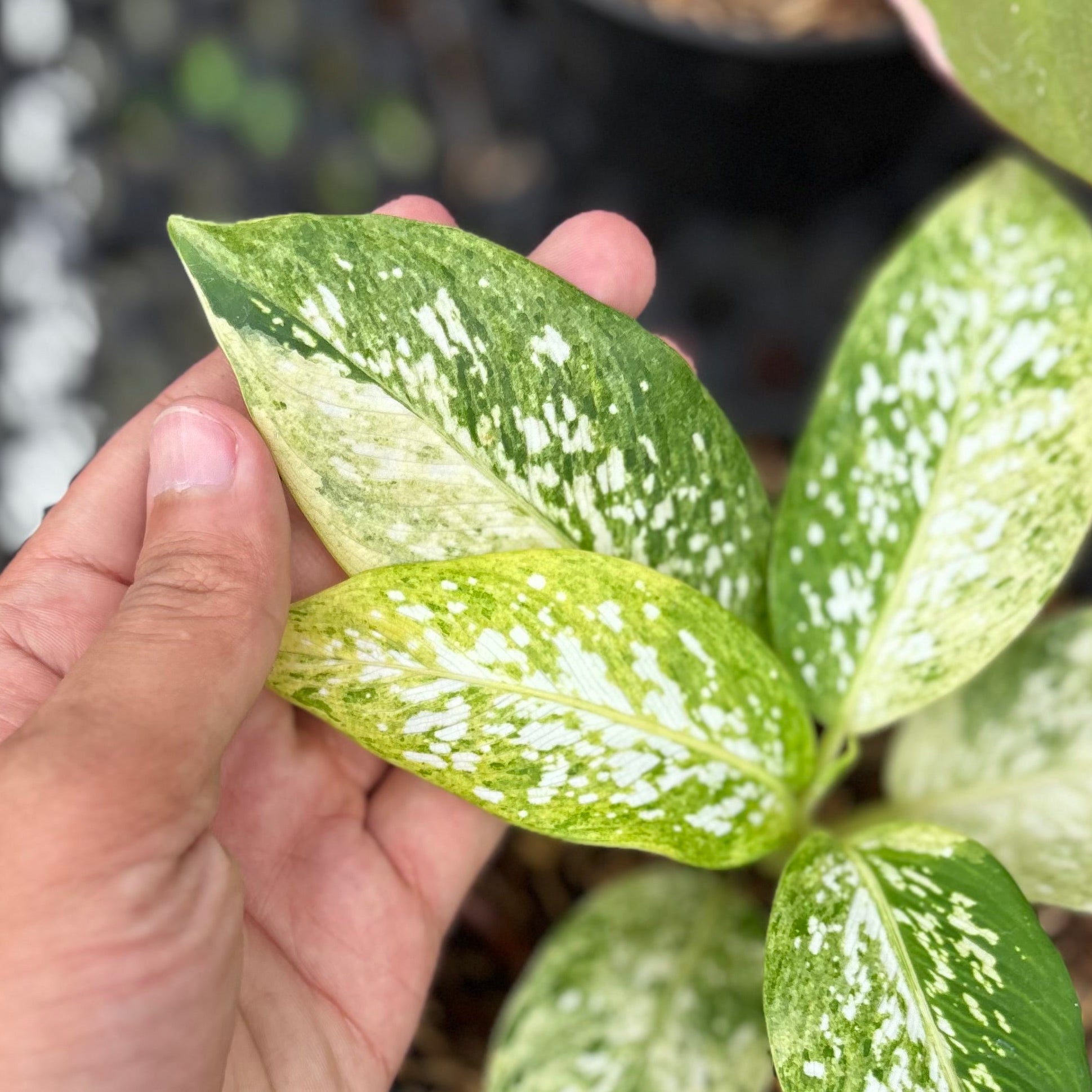 Dieffenbachia Aurea Variegated