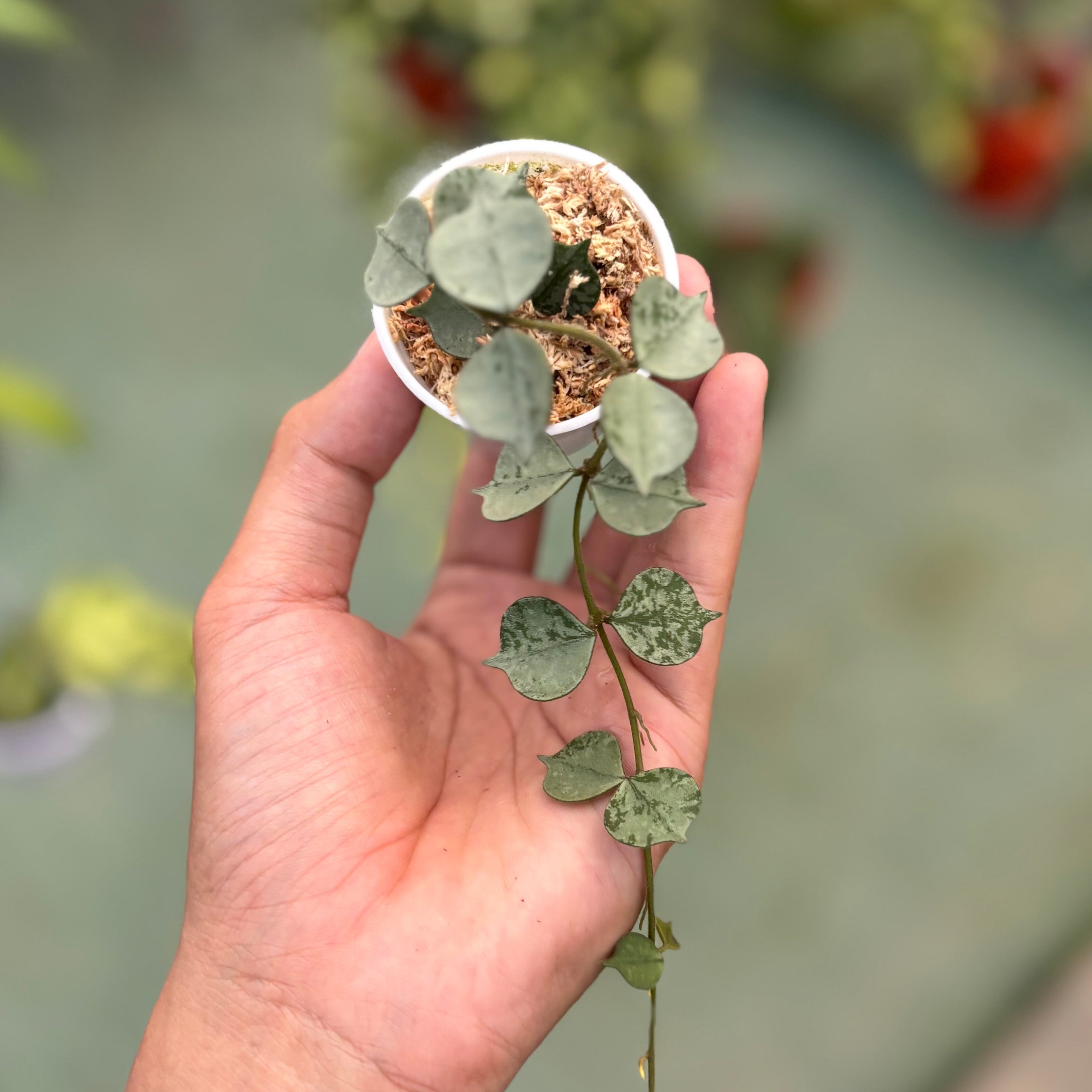 Hoya curtisii silver