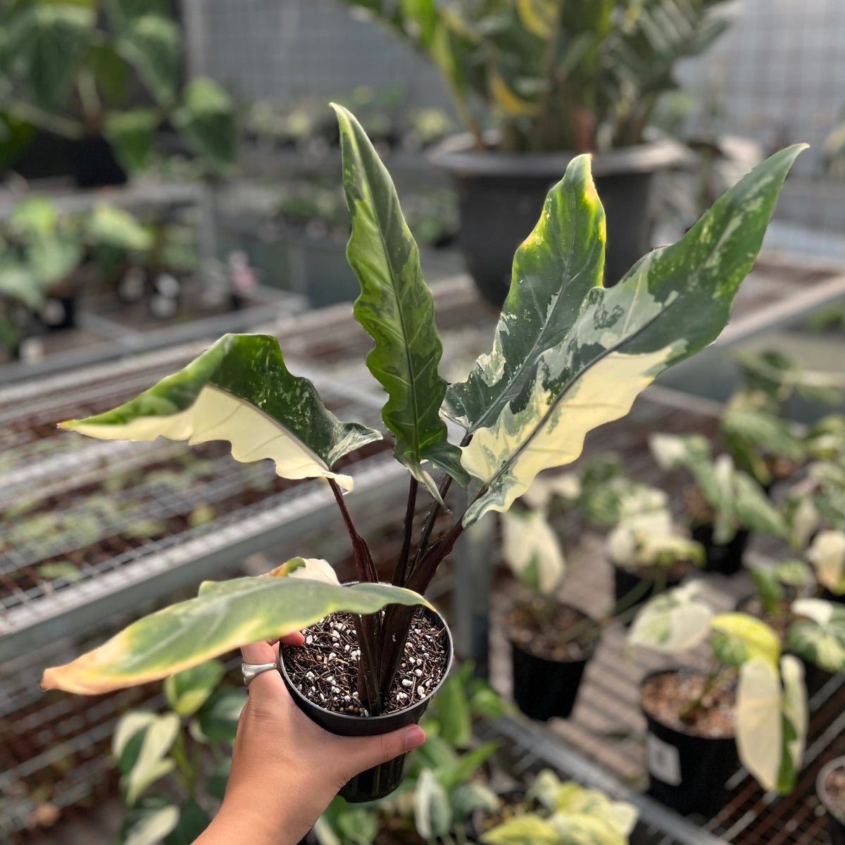 Alocasia lauterbachiana albo variegata