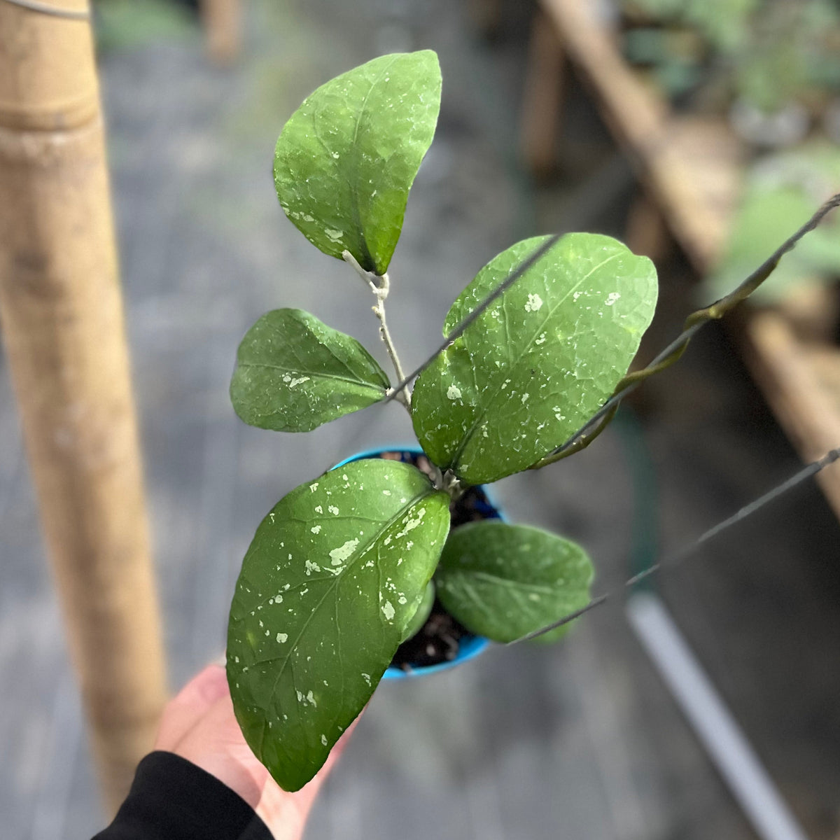Hoya sp aceh diablo