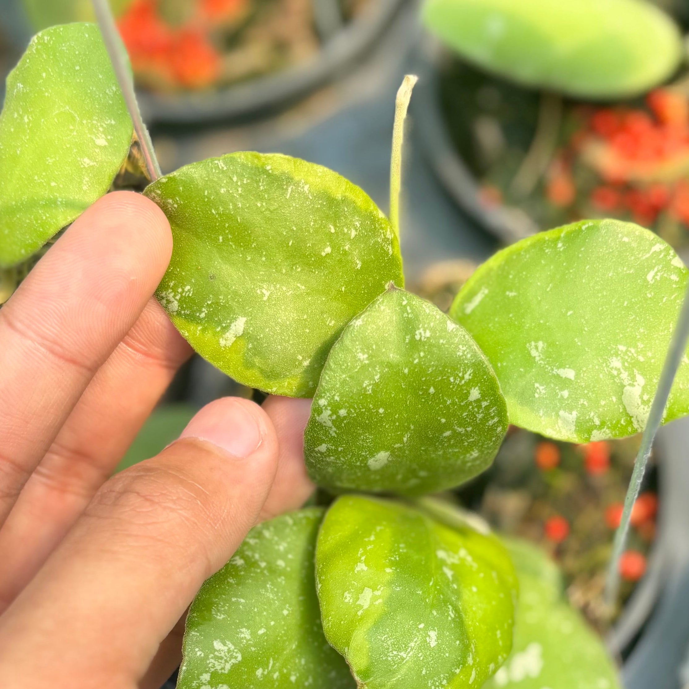 Hoya waymaniae albomarginata