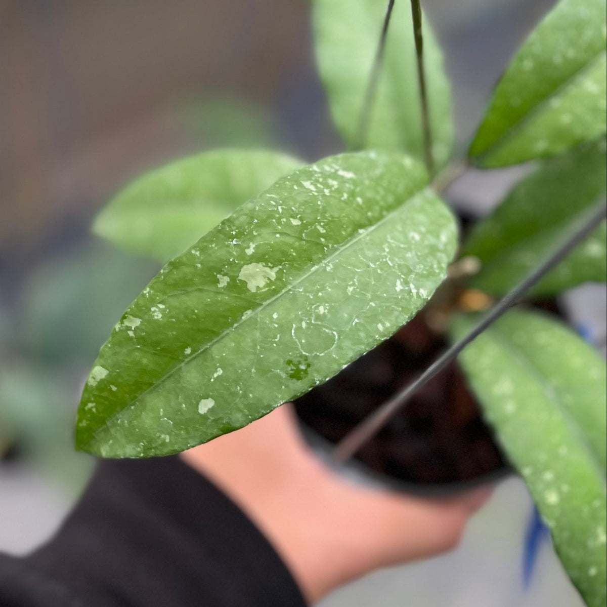 Hoya sp aceh pegasus