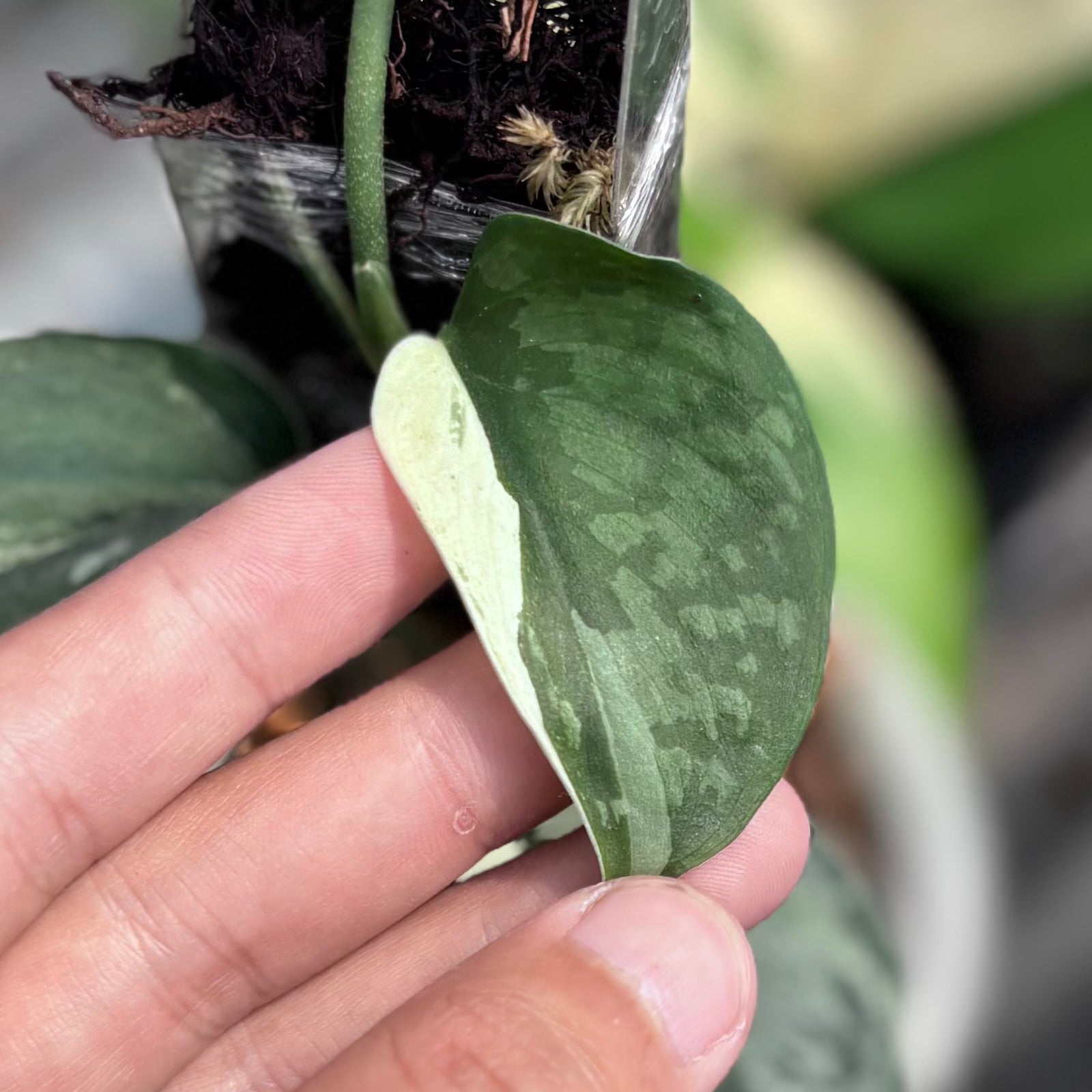 Scindapsus exotica albo variegated