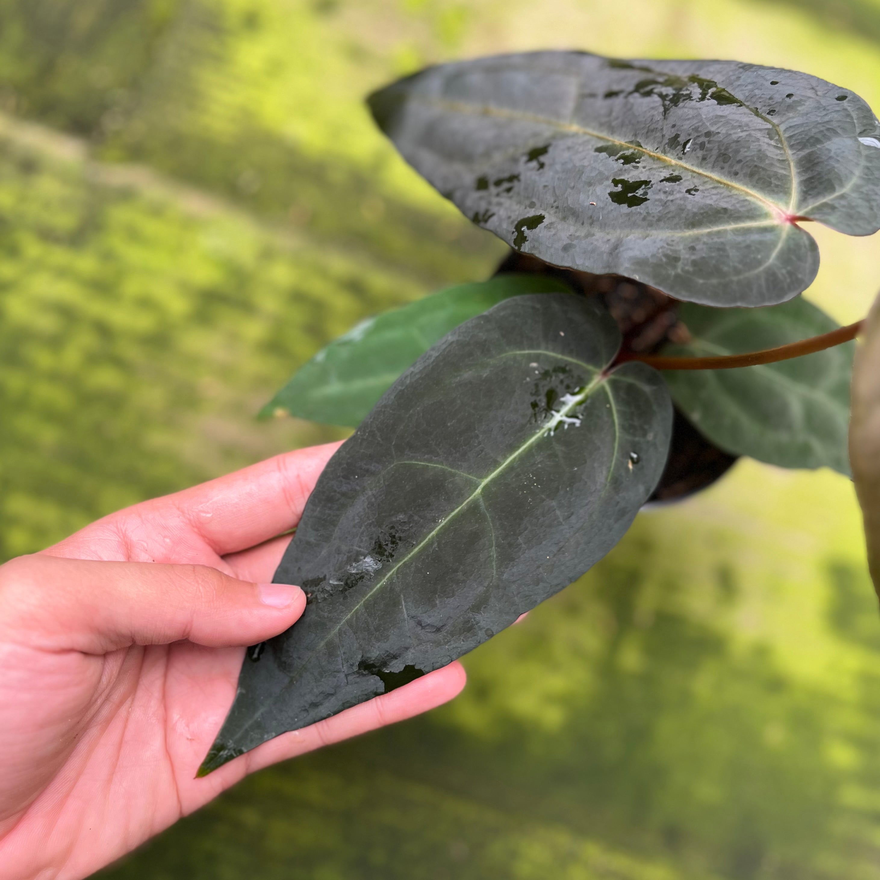 Anthurium Dark & Handsome