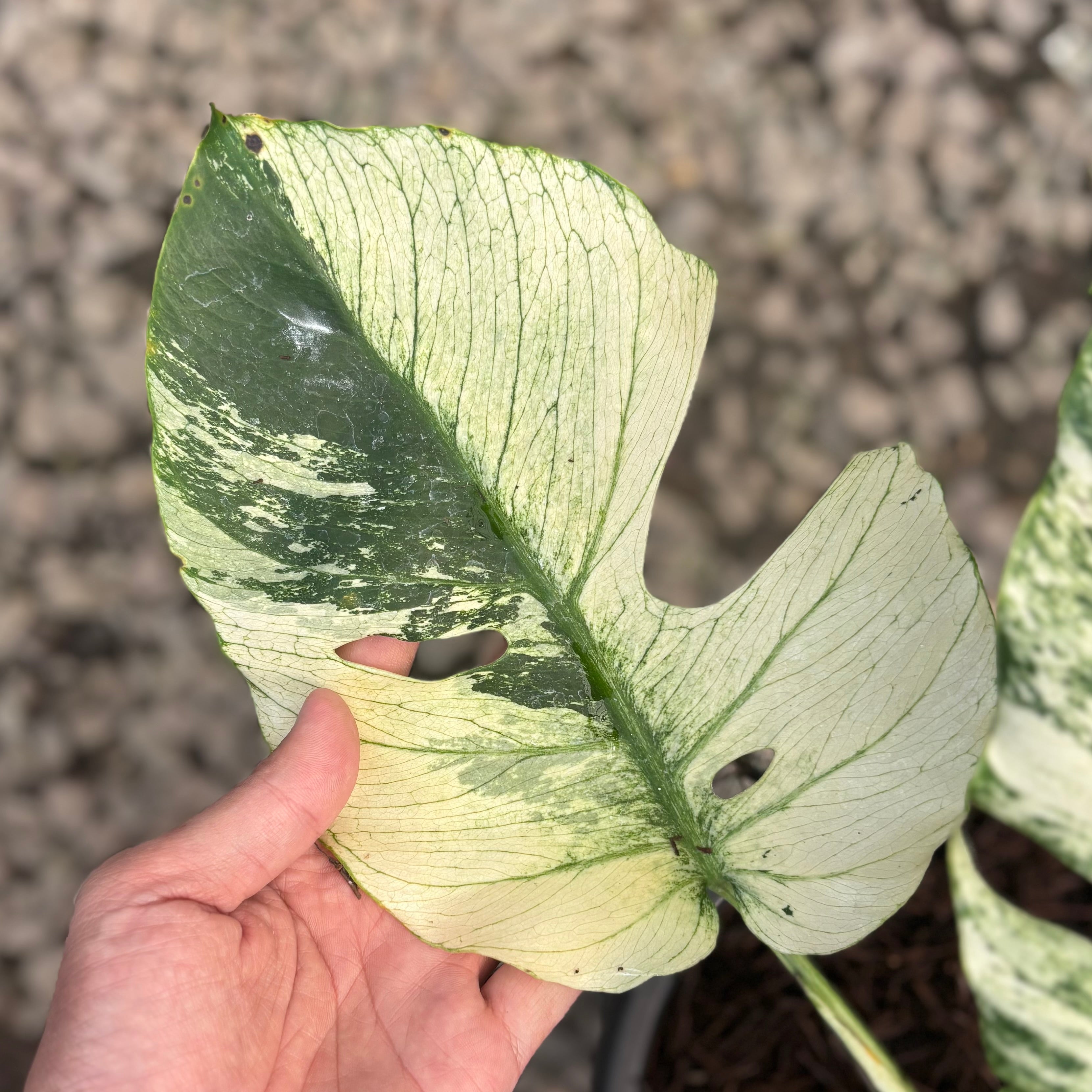 Monstera java sports