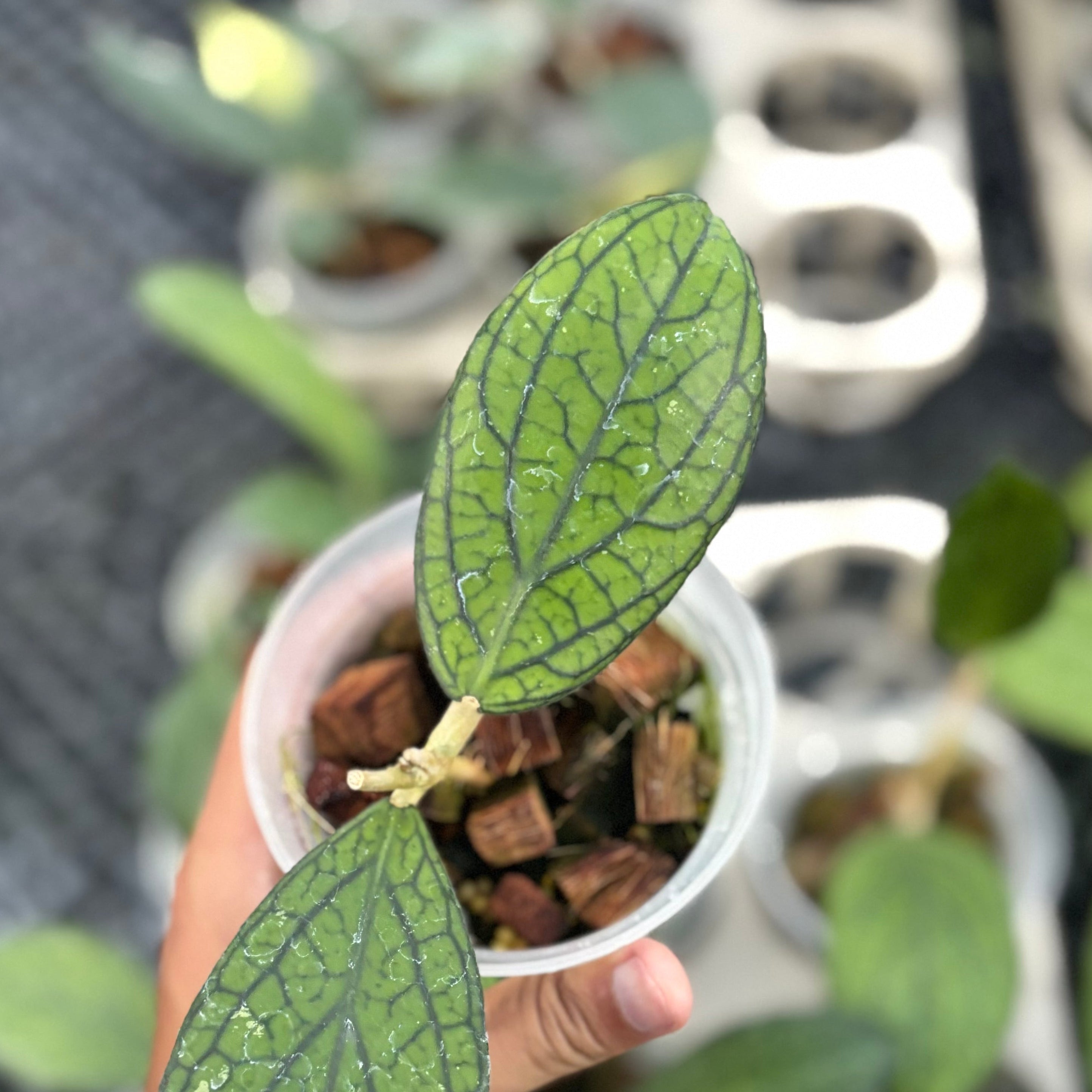 Hoya sp tanggamus ‘limau kapas’