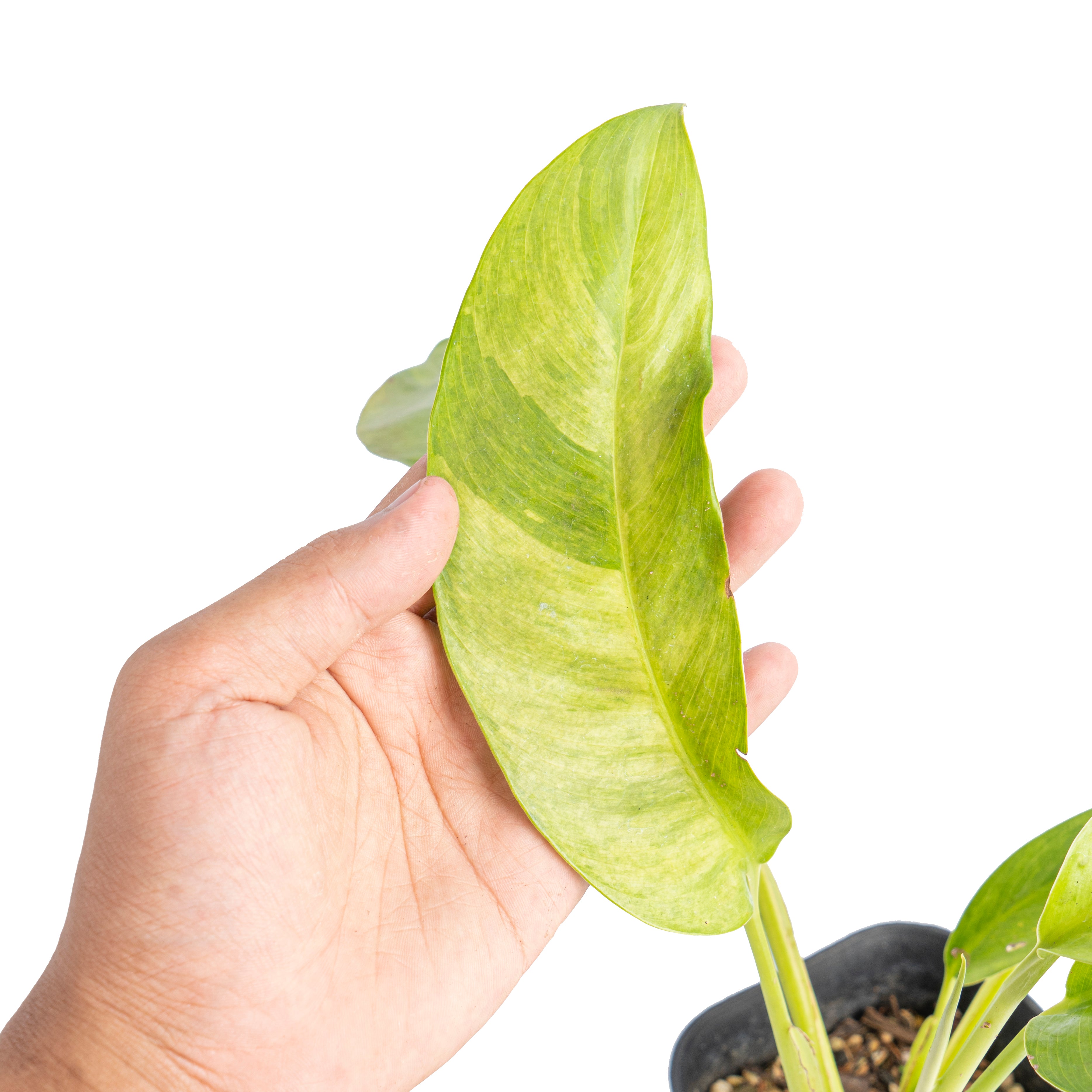 Epipremnum giganteum aurea variegated