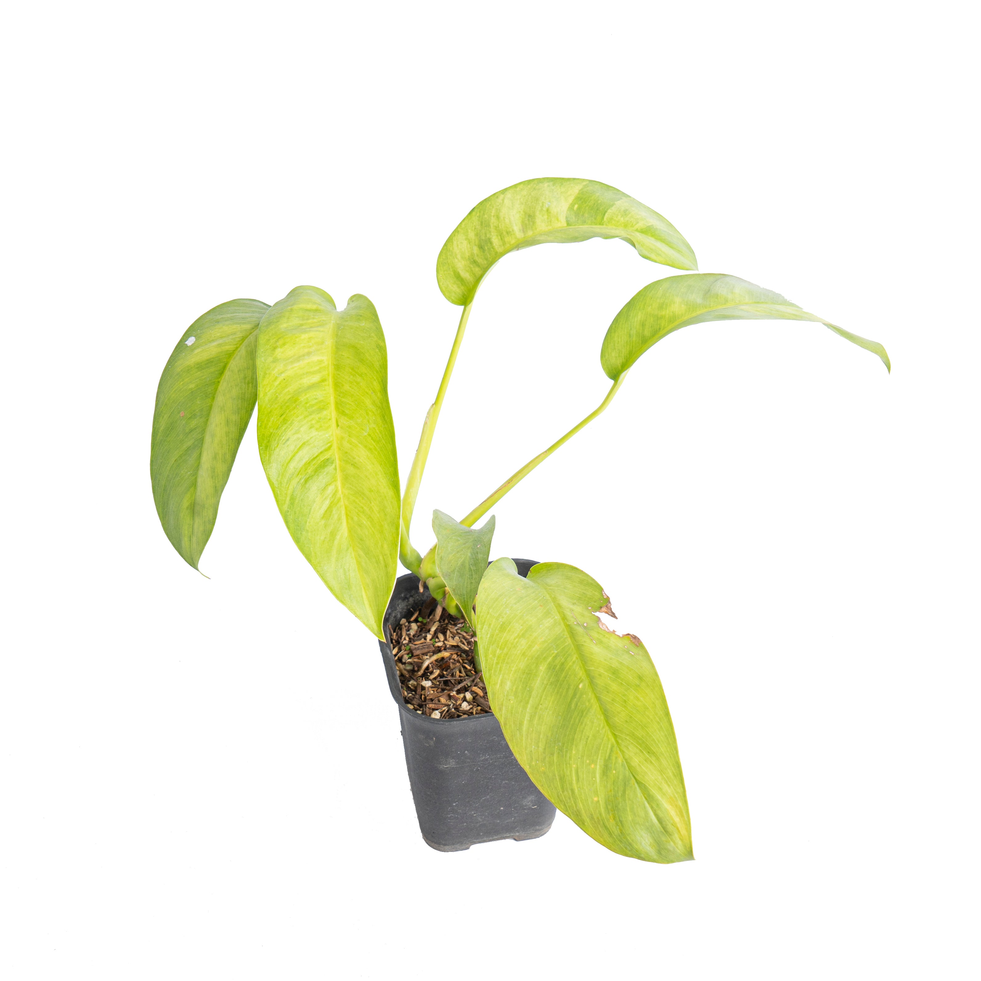 Epipremnum giganteum aurea variegated