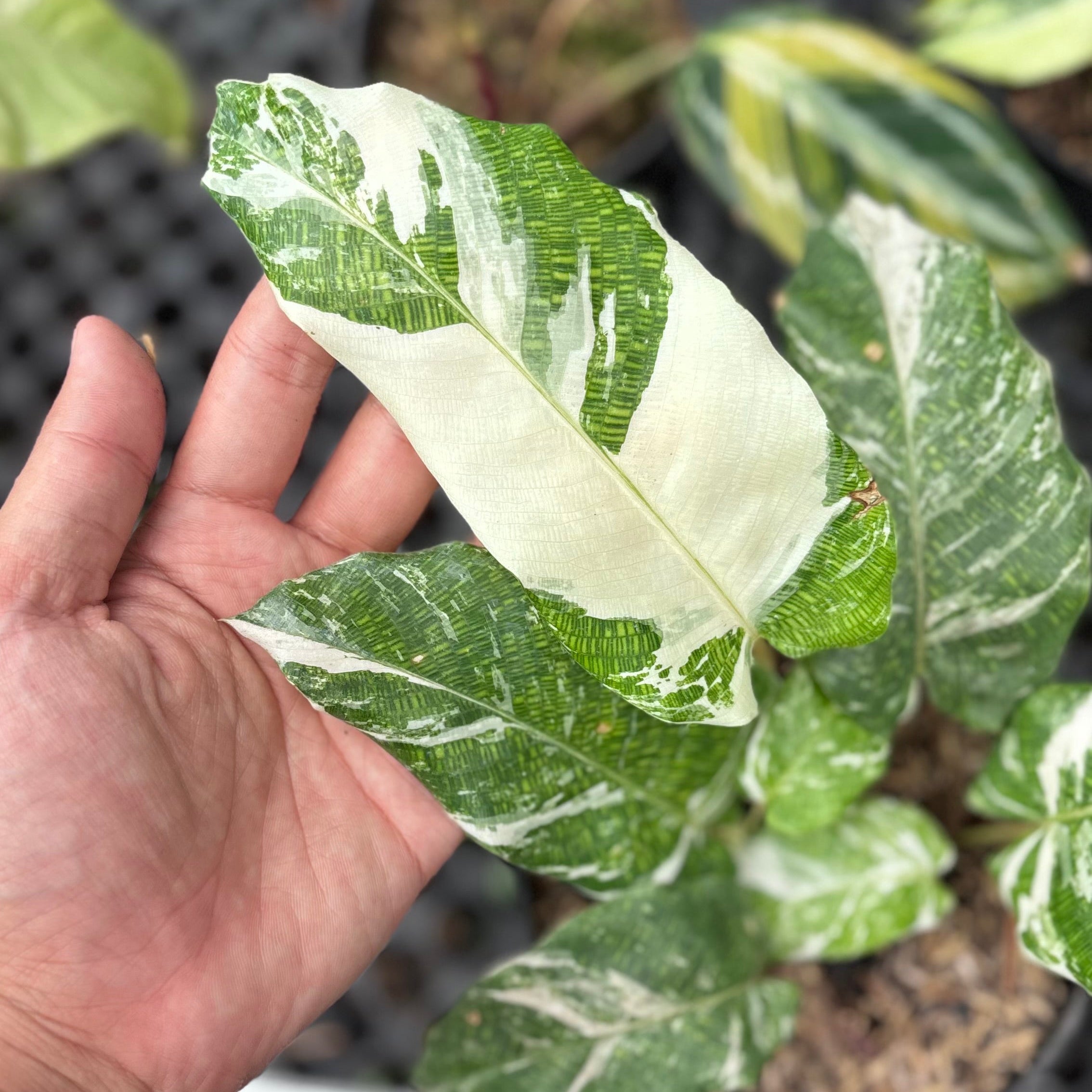 Calathea Musaica Variegated
